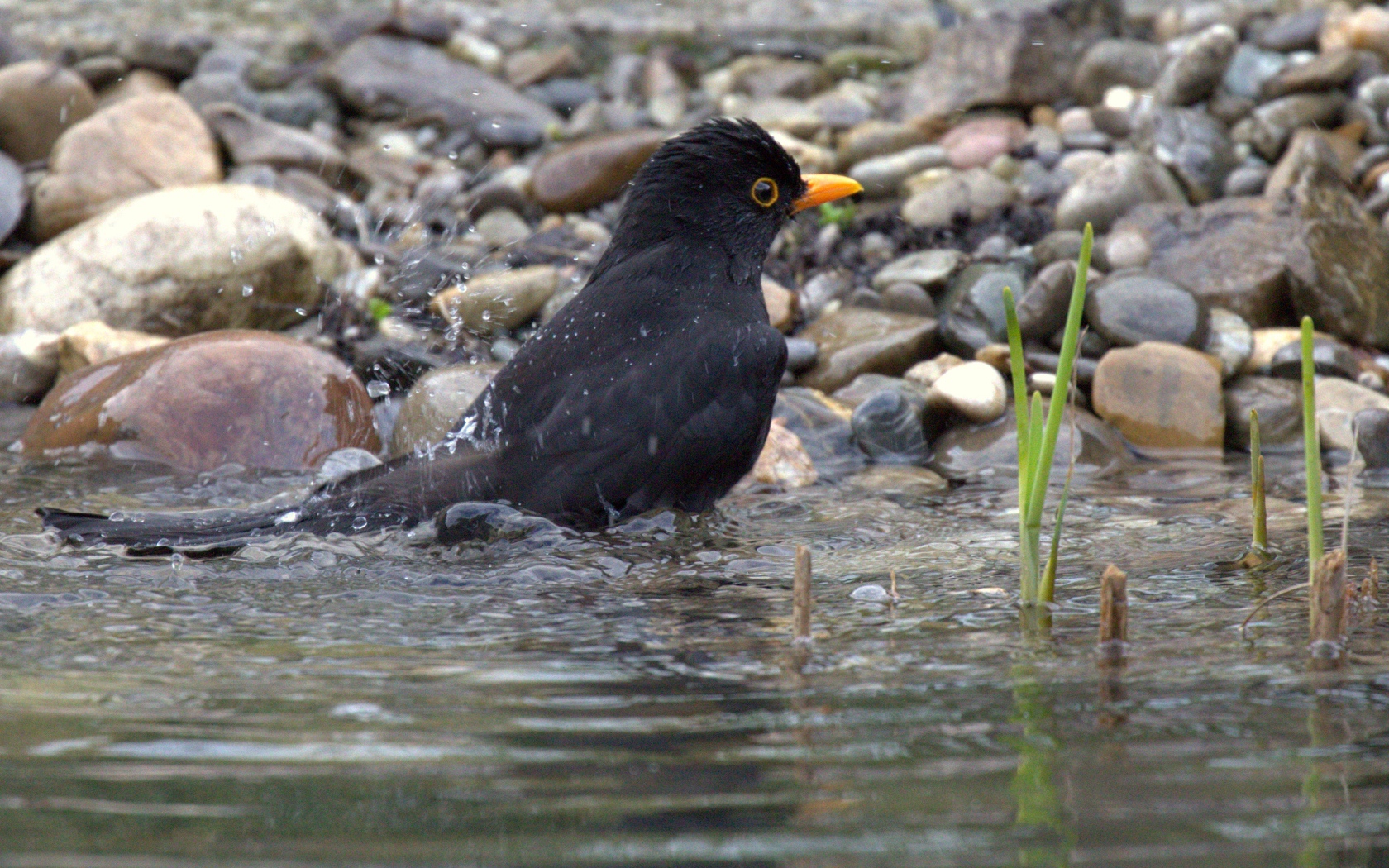 Черный дрозд купается в воде