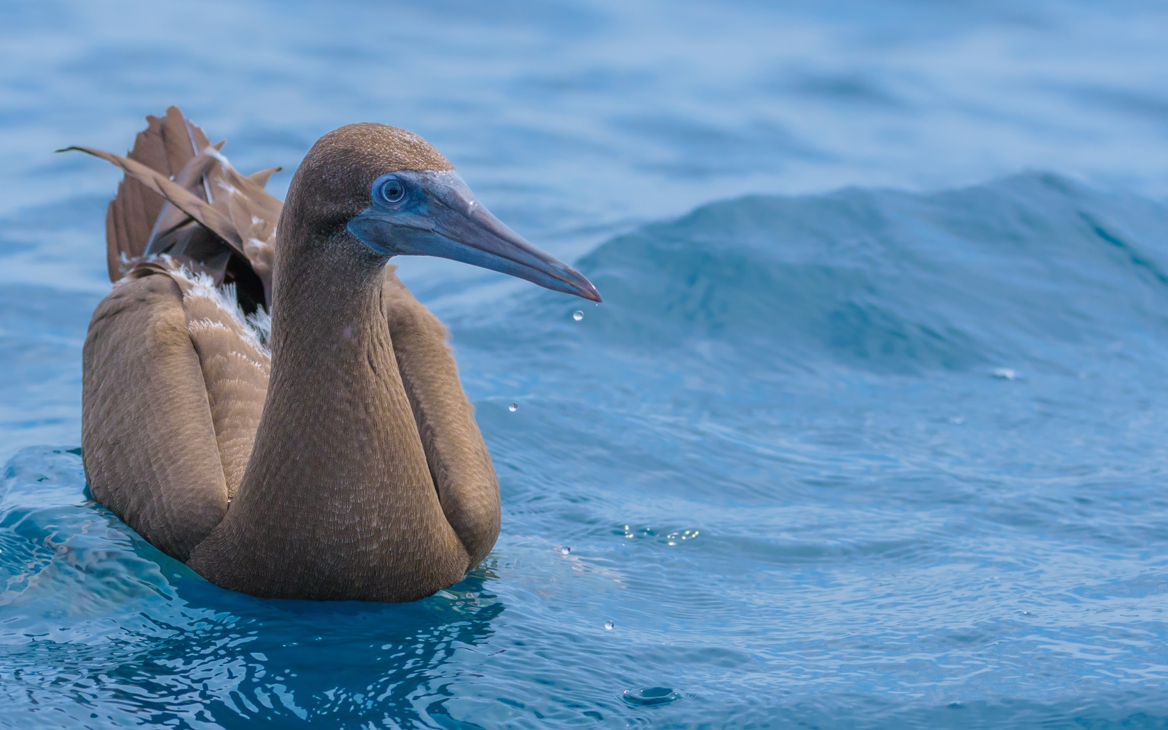 Птица Бурая олуша в воде