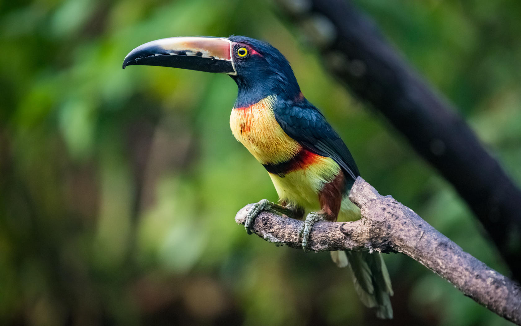 Ошейниковый арасари сидит на ветке дерева