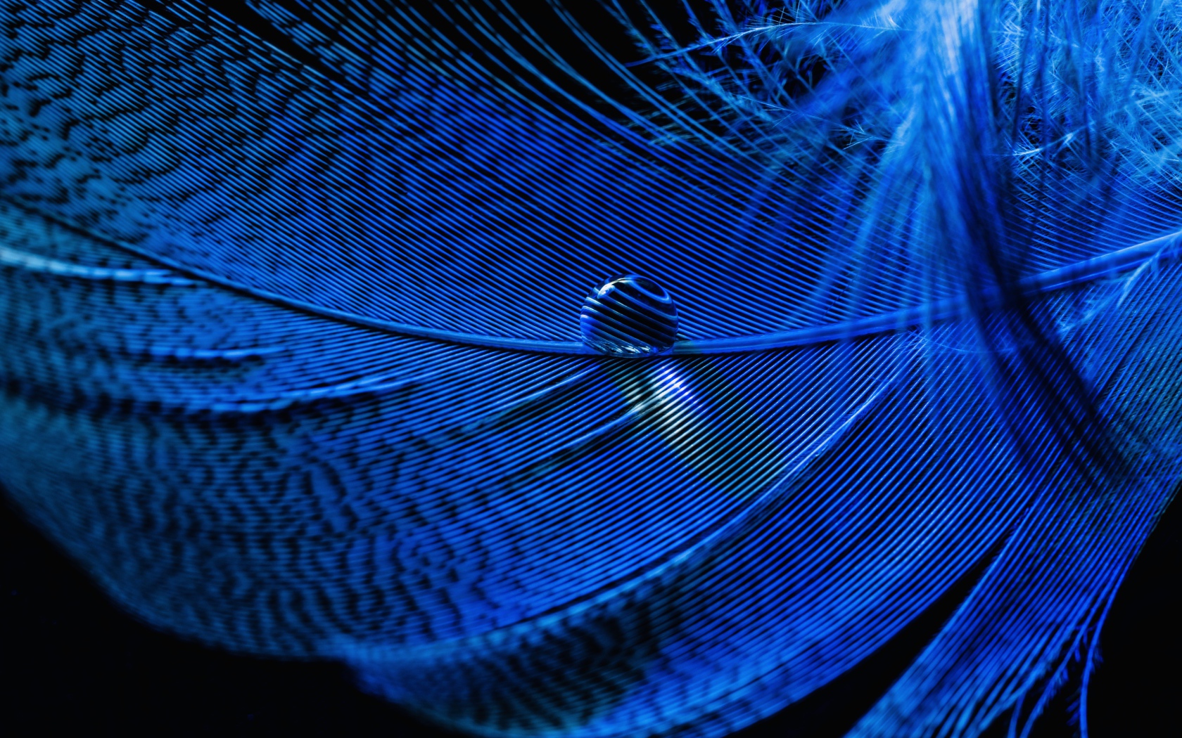 Капля росы на голубом перышке на черном фоне 