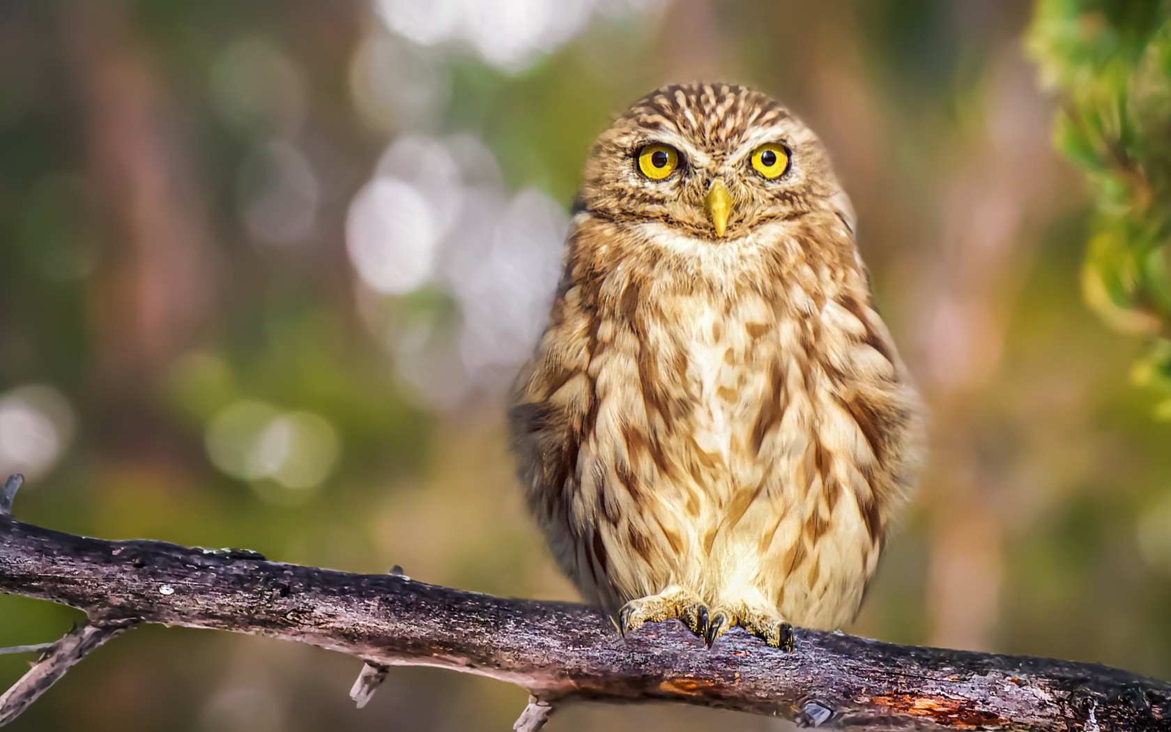 Большая серая сова с желтыми глазами на ветке дерева