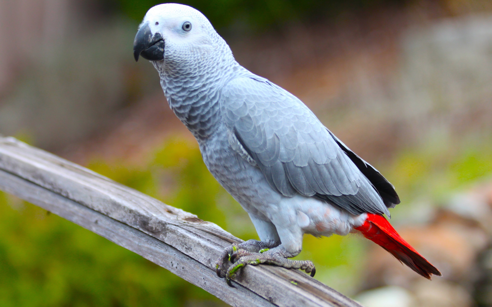 Большой серый попугай жако на ветке 