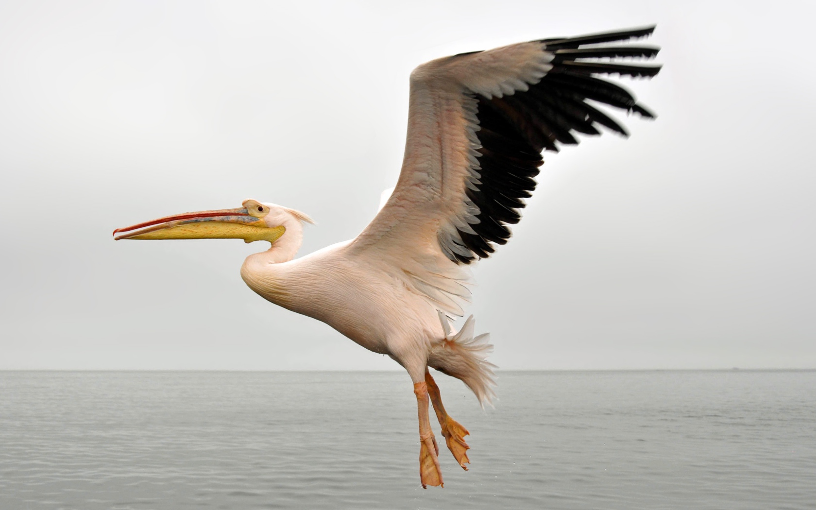 Большой пеликан с черными крыльями над водой 