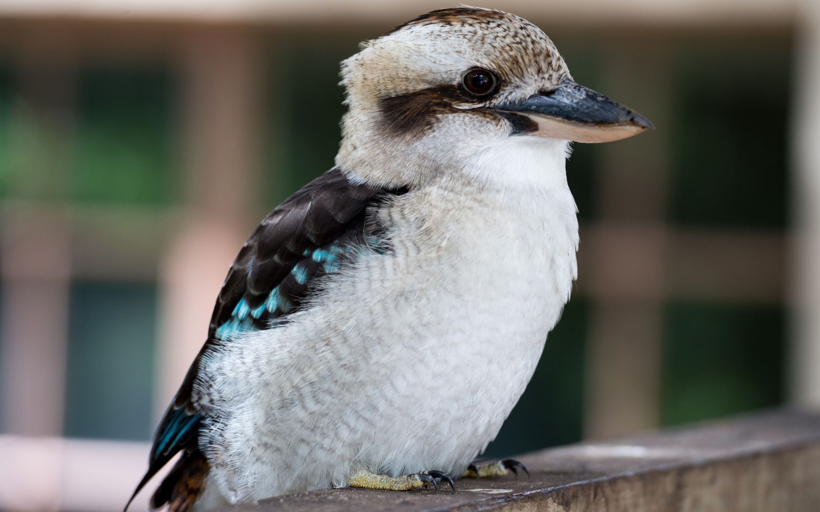 Маленькая птичка кукабара крупным планом 