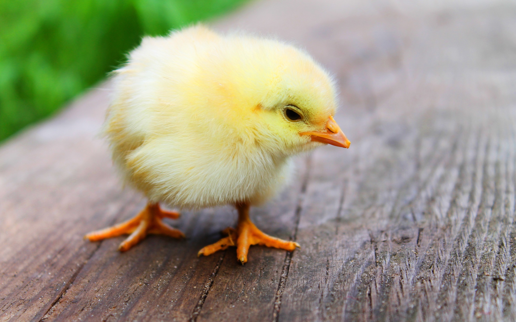 Маленький желтый цыпленок на деревянном полу