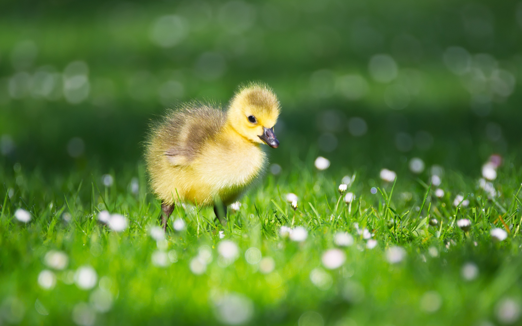 Маленький желтый утенок на зеленой траве