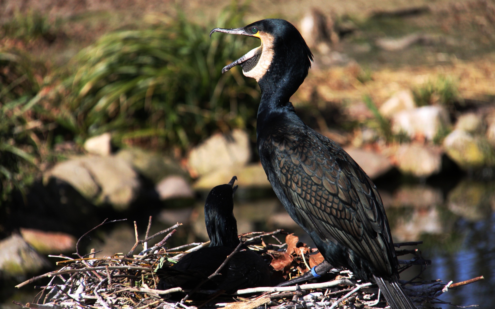 Горный баклан сидит на гнезде у пруда 