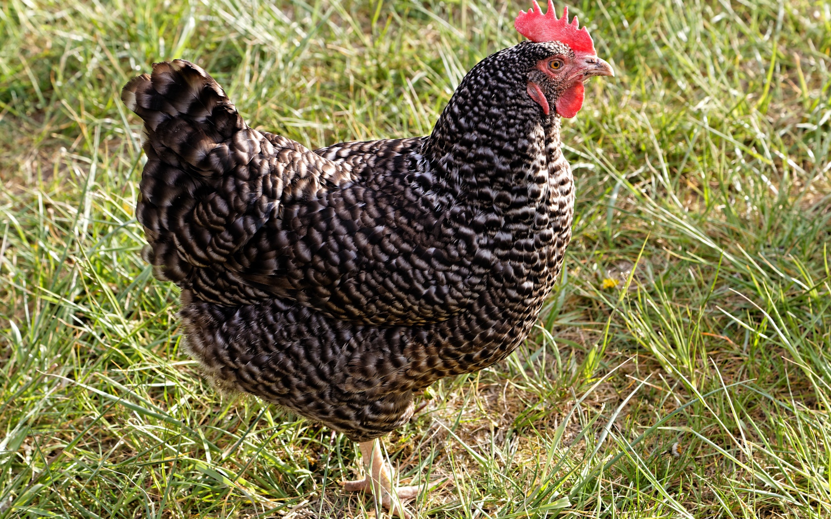 Рябая домашняя курица на зеленой траве