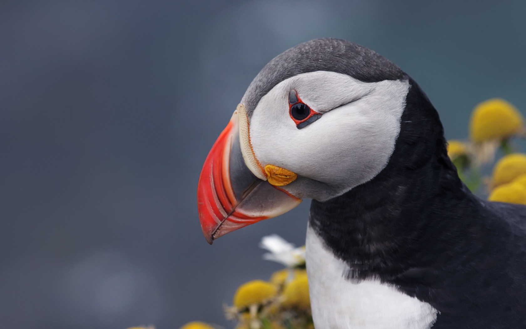 Острый клюв птицы тупик на сером фоне 