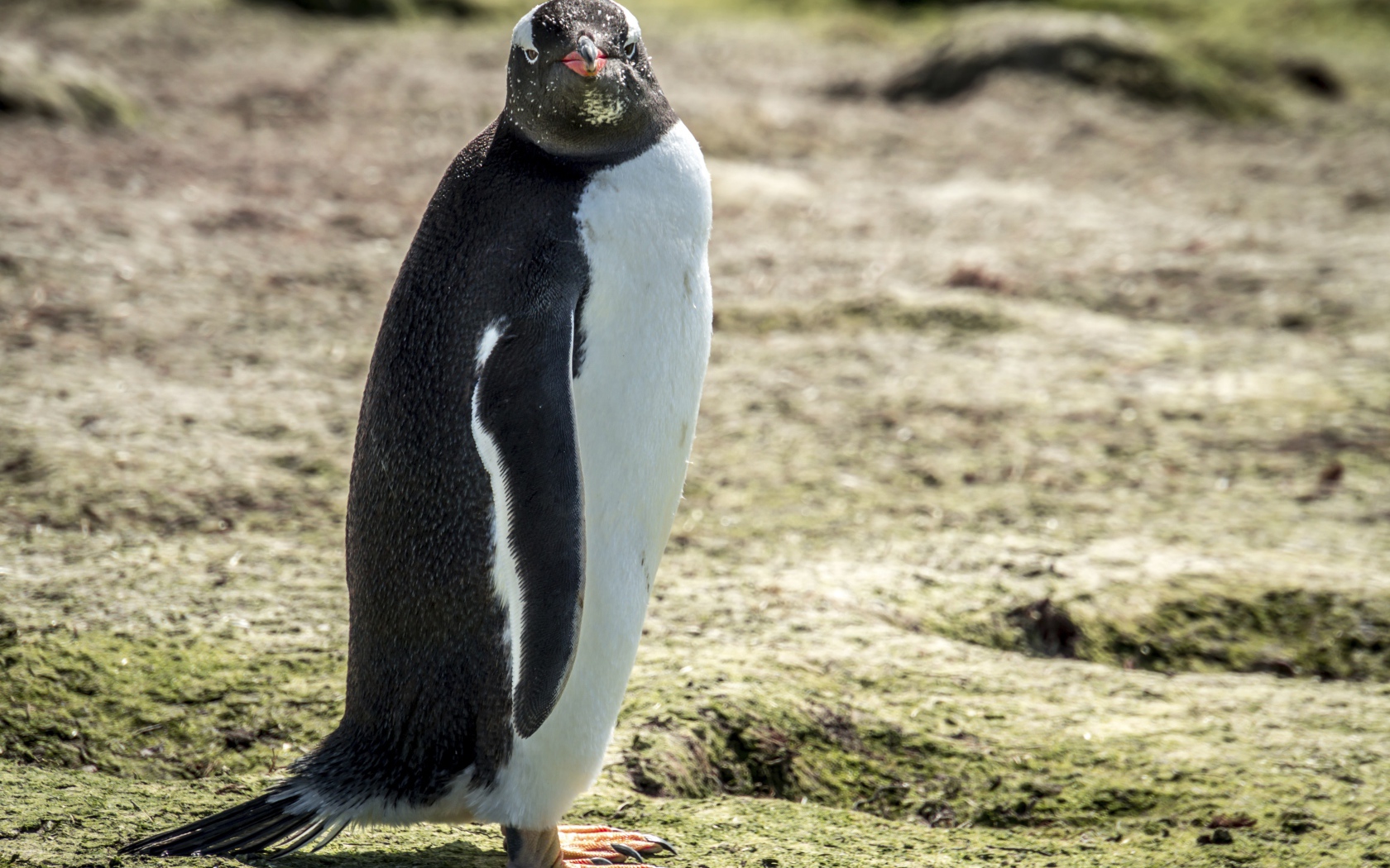Большой пингвин стоит на земле 