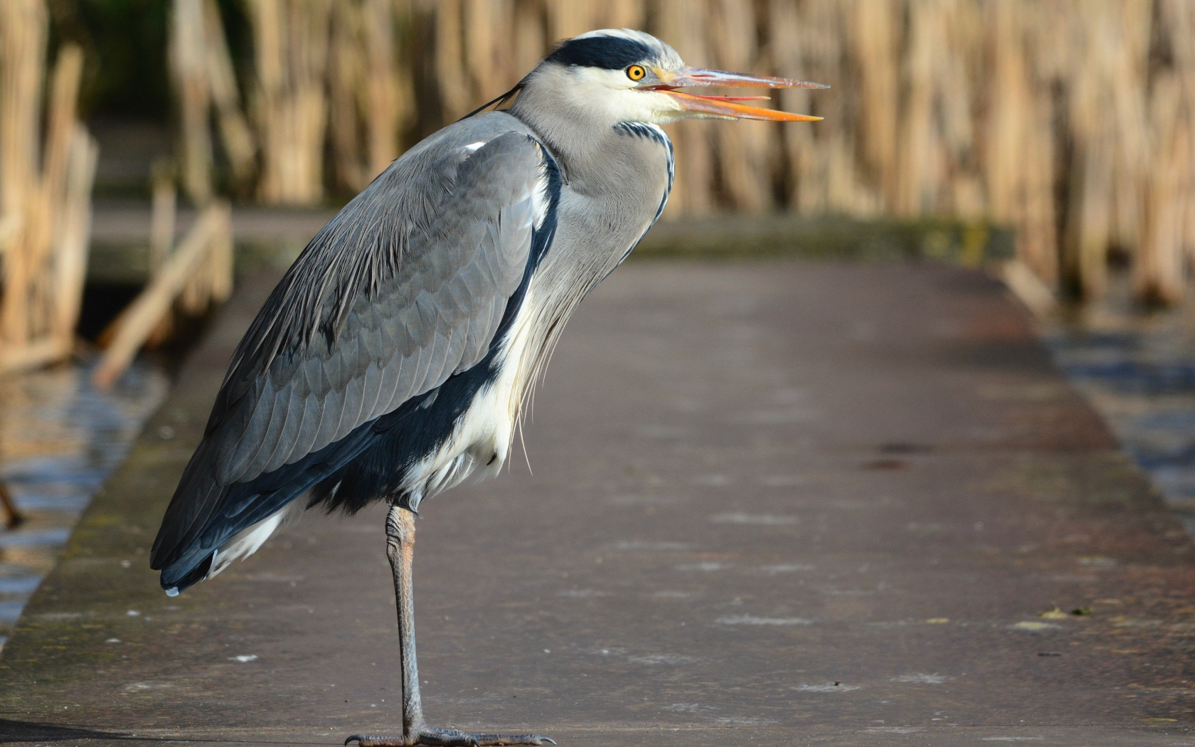 Серая цапля стоит на одной ноге