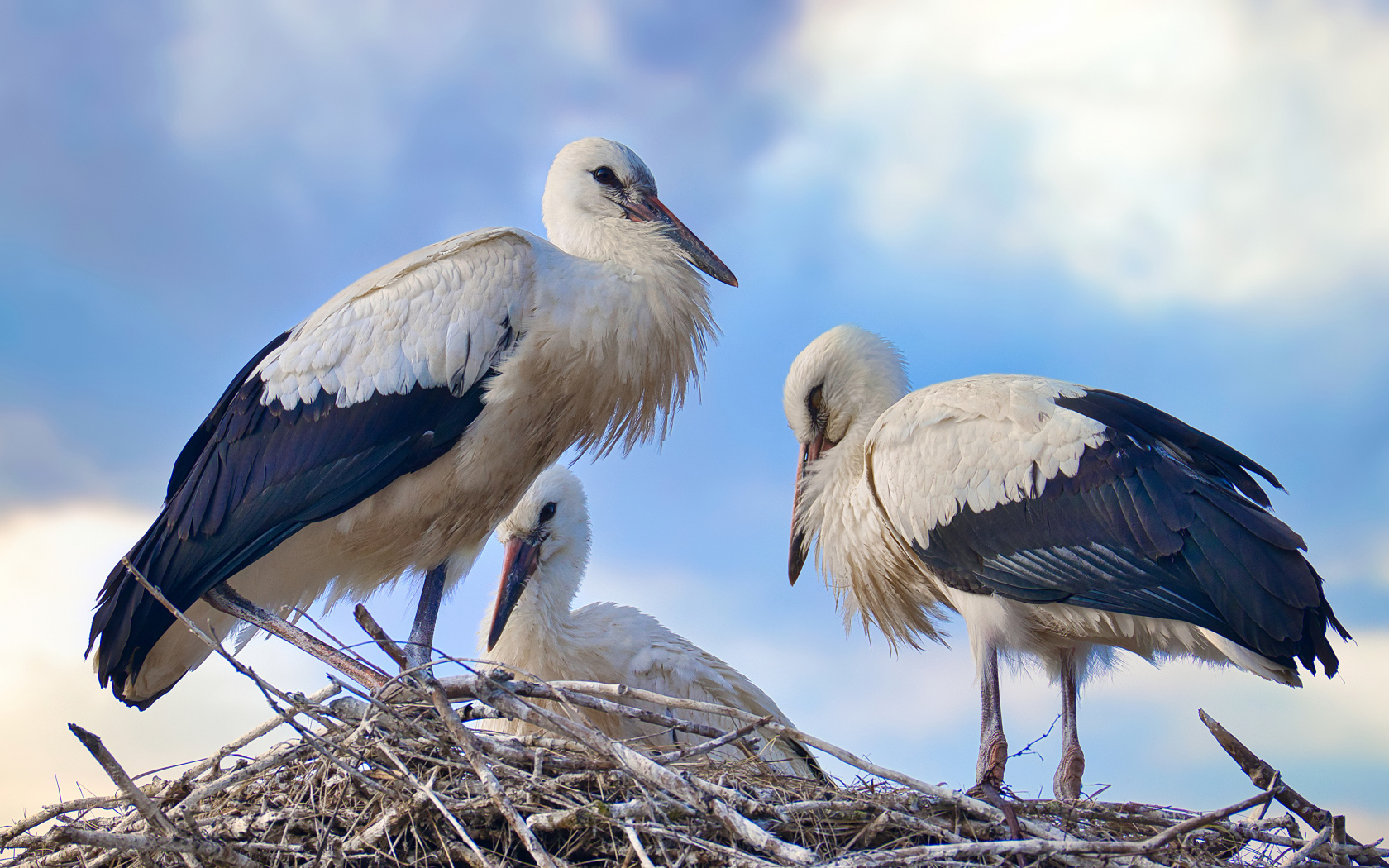 Три красивых аиста в гнезде 
