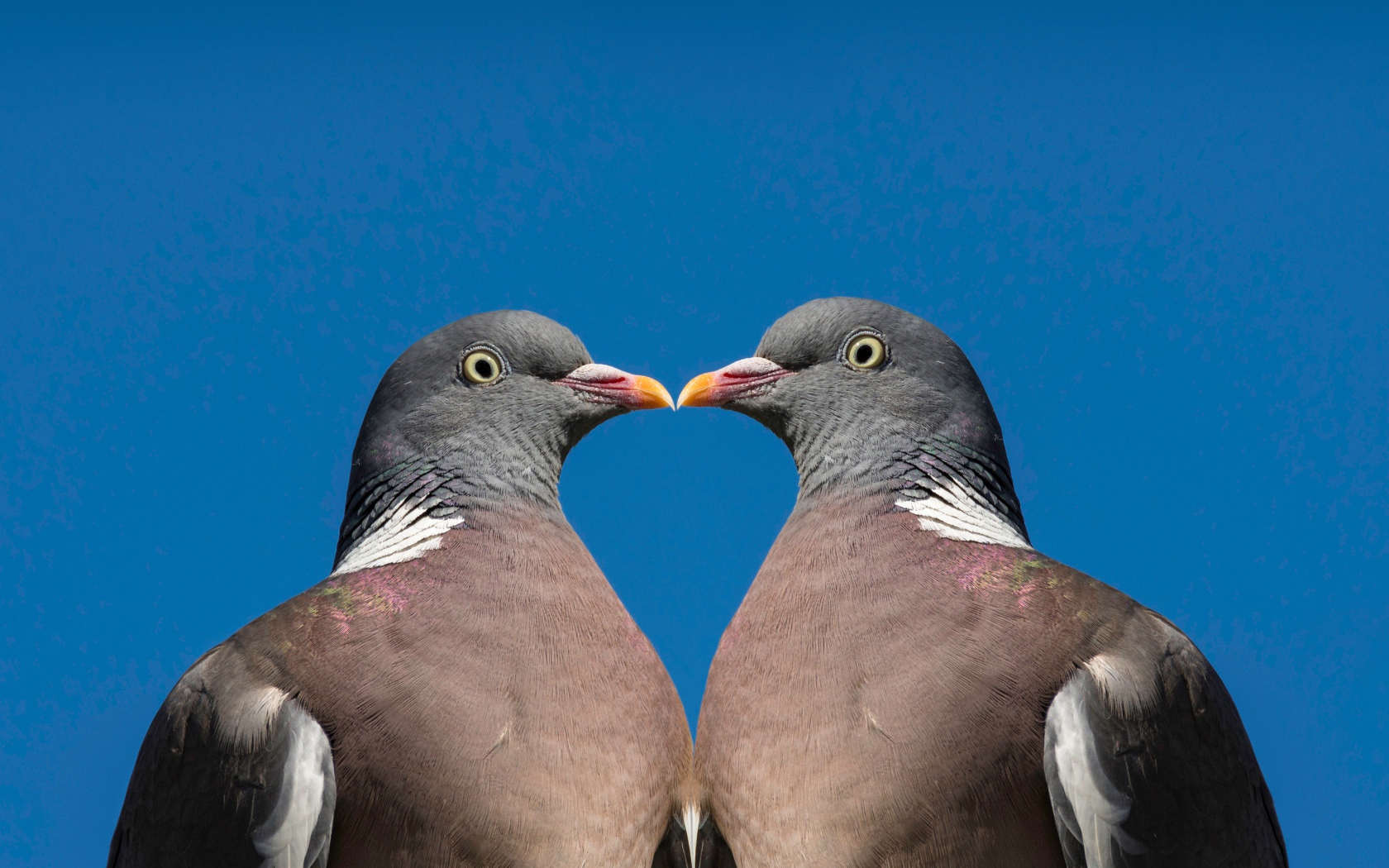 Два серых голубя на голубом фоне