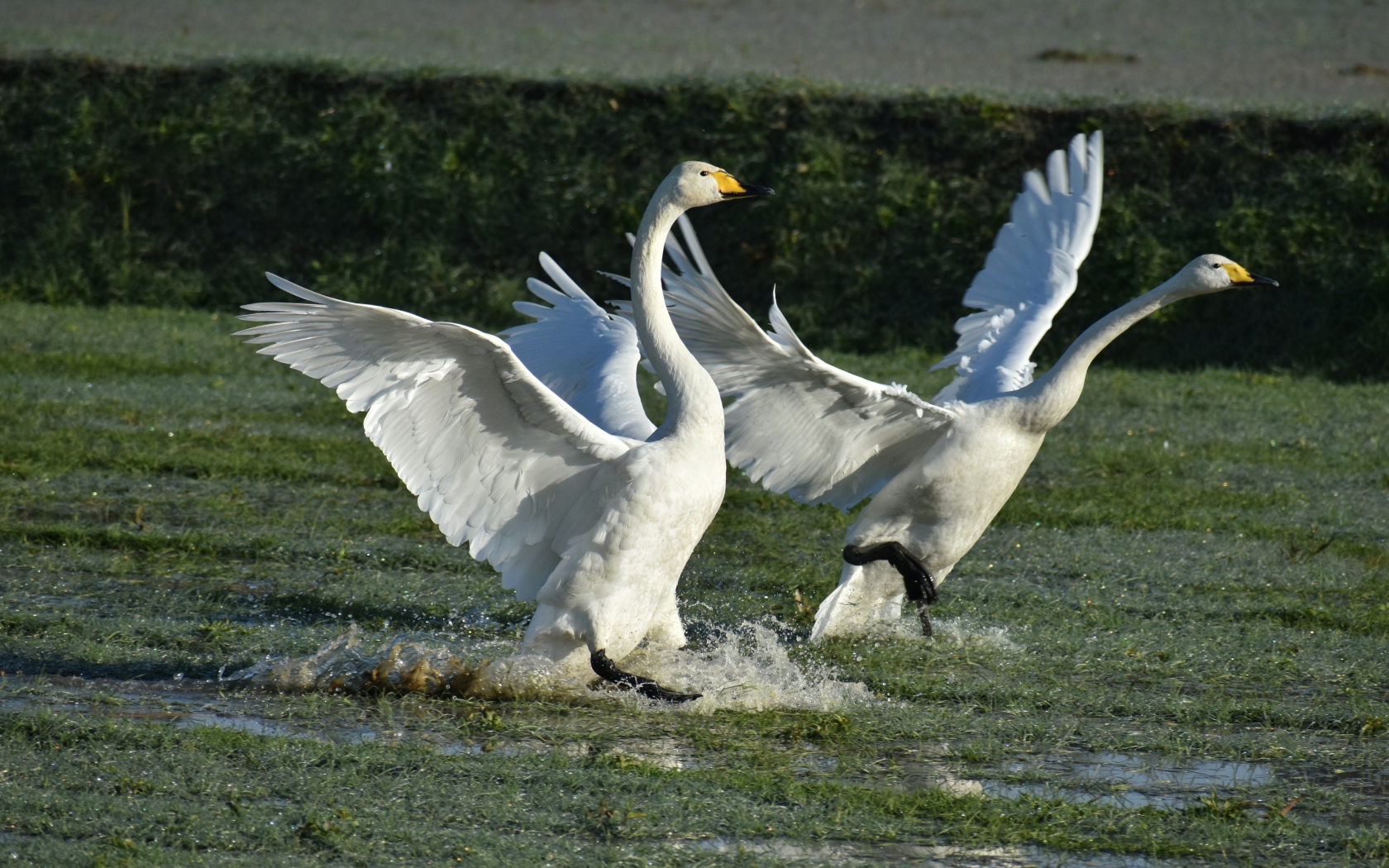 Два белых лебедя взлетают с воды