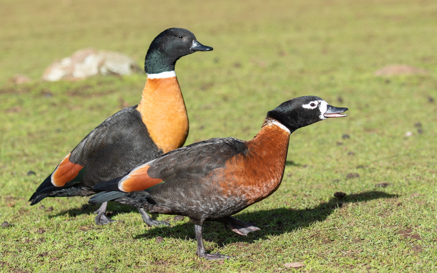 Две дикие утки на зеленой траве
