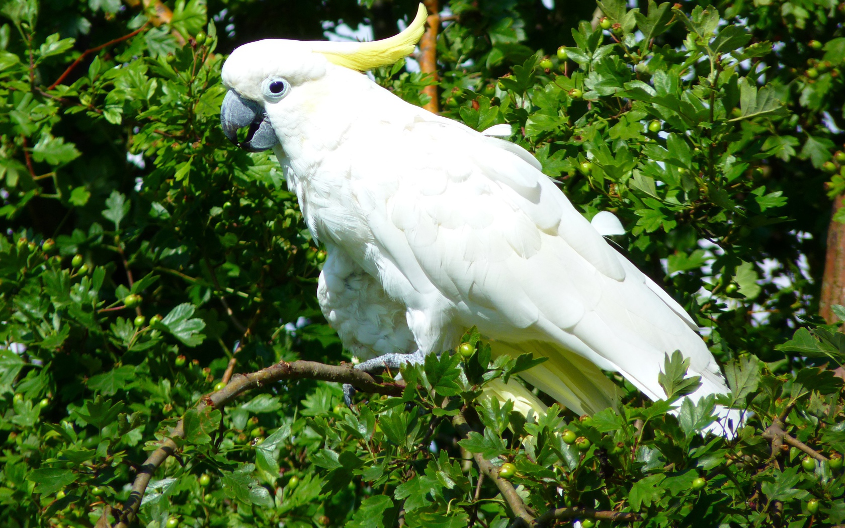 Белый какаду сидит на ветке дерева 