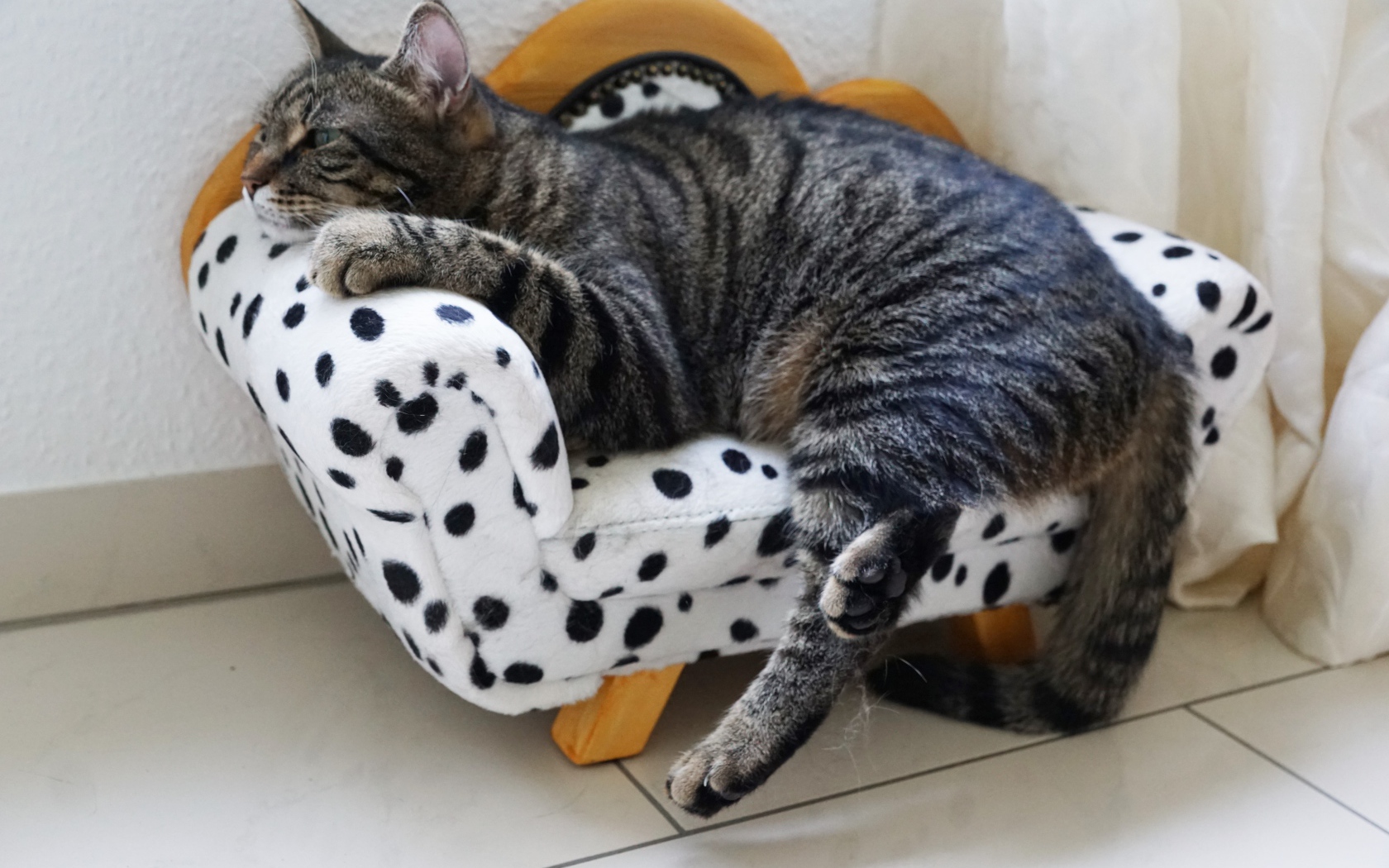 Серый домашний кот спит на кресле 