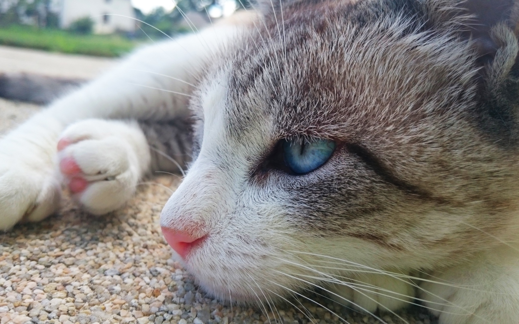 Красивый голубоглазый кот лежит на асфальте