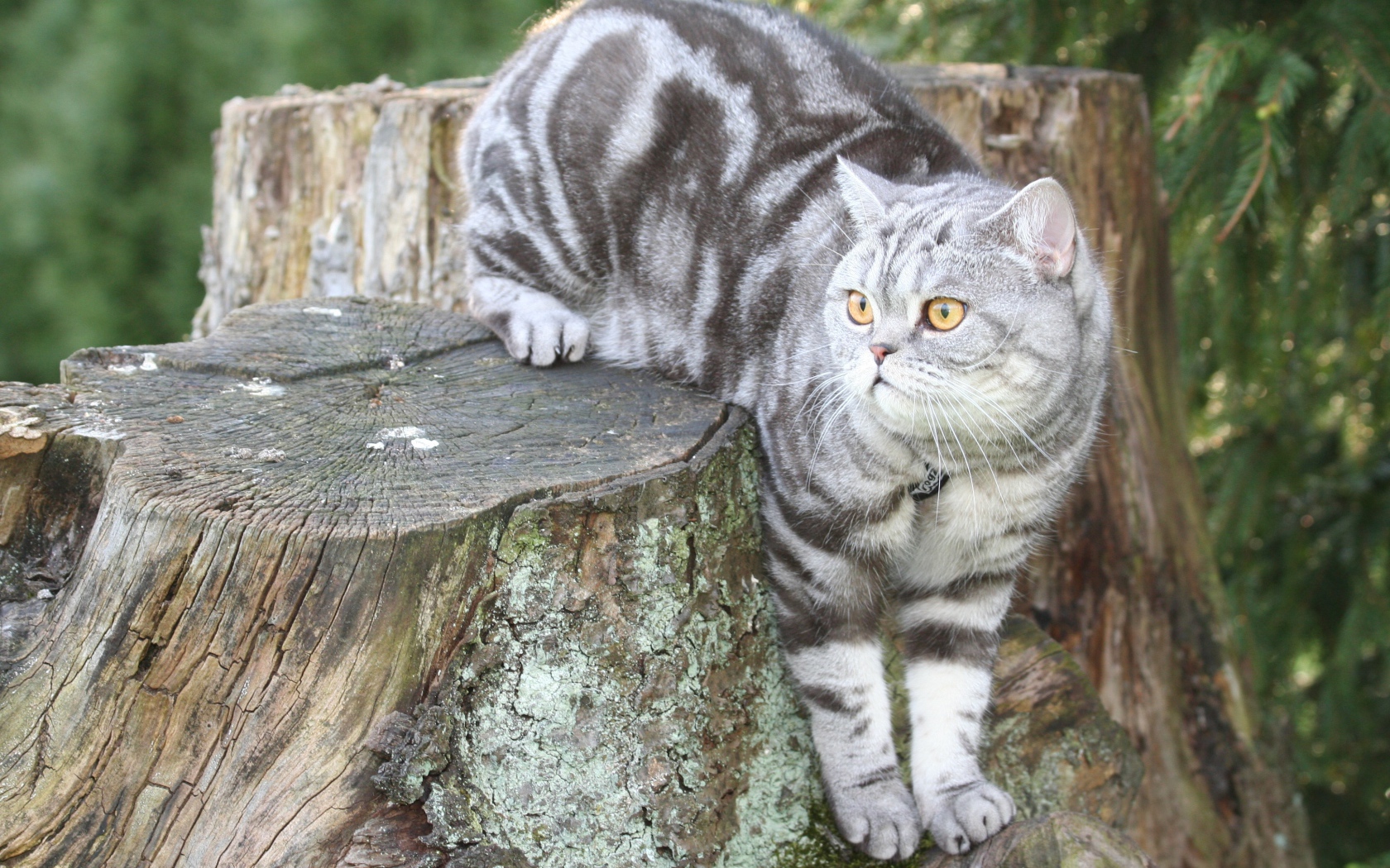 Полосатый британский кот сидит на пне 