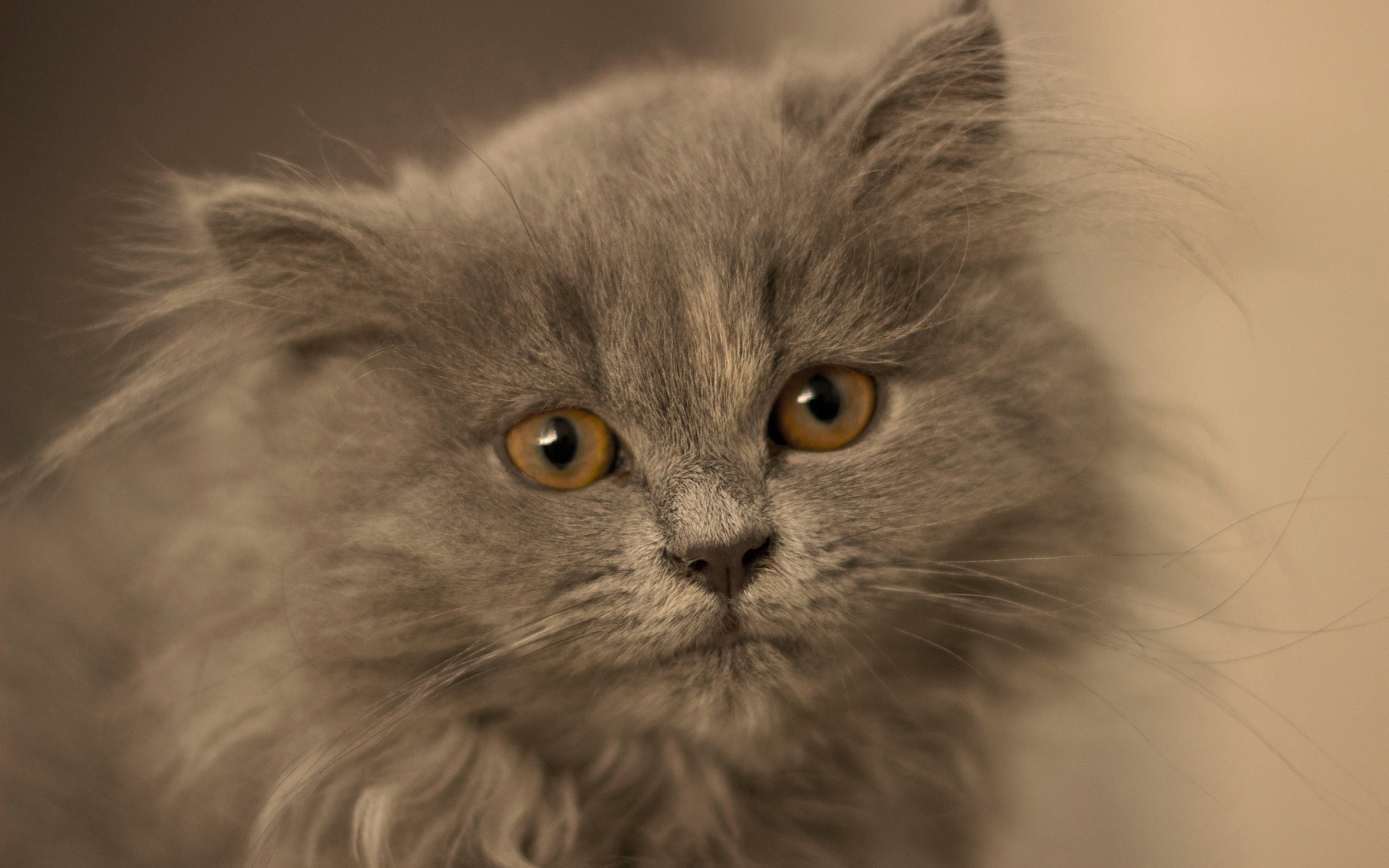 Маленький пушистый пепельный котенок крупным планом