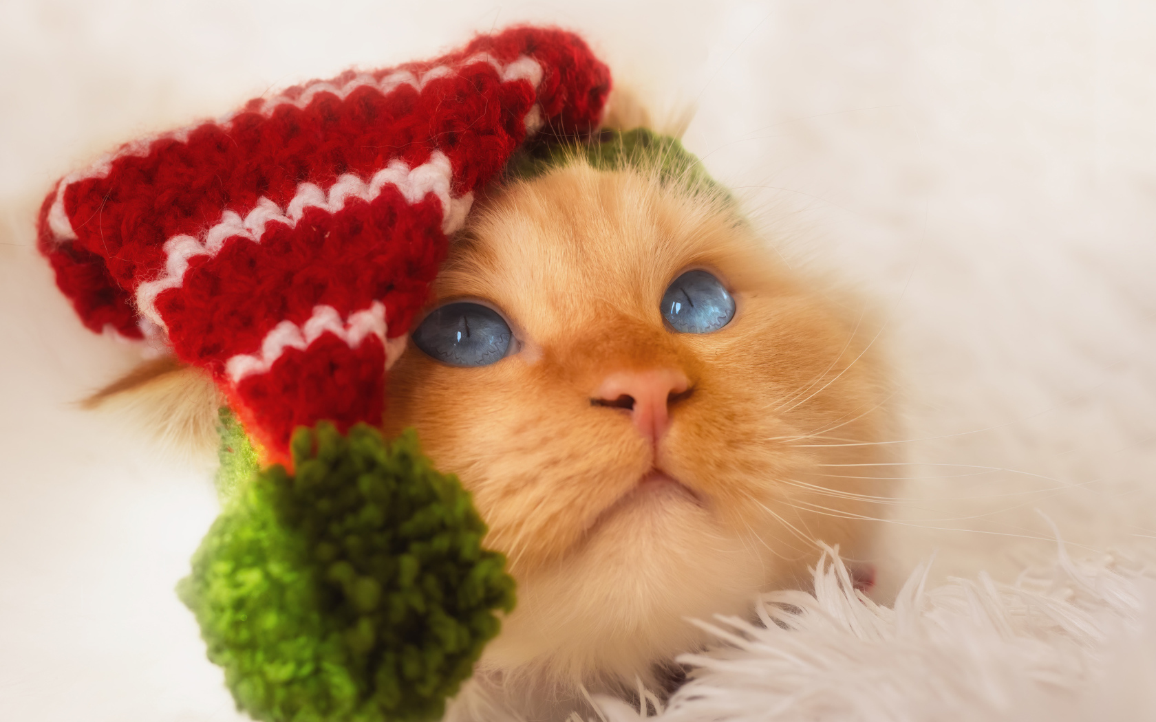 Рыжий кот в смешном колпаке