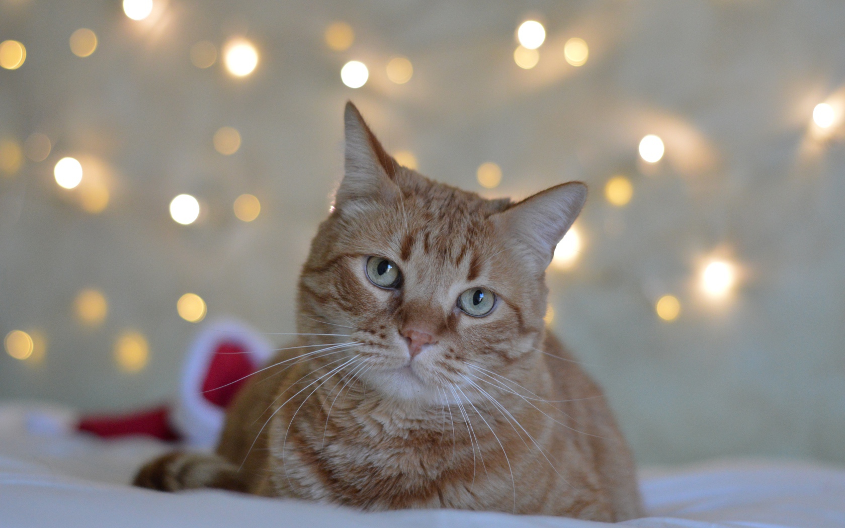 Грустный рыжий кот на фоне стены 