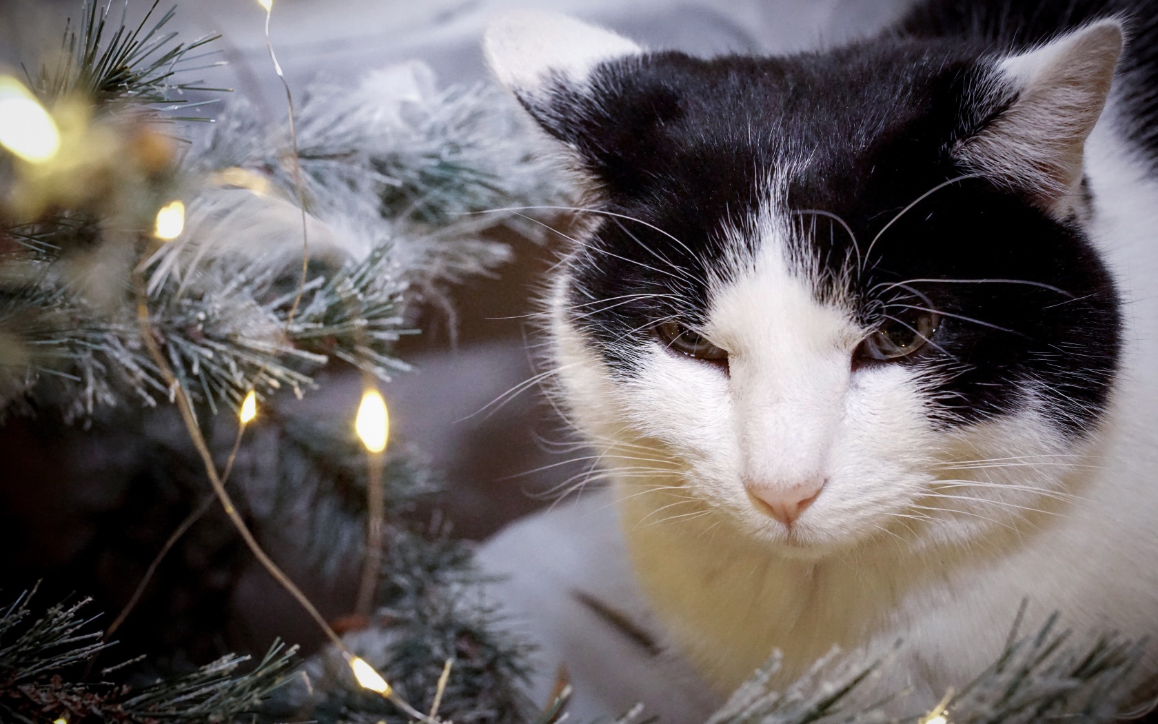 Серьезный кот сидит у ели с герляндой 