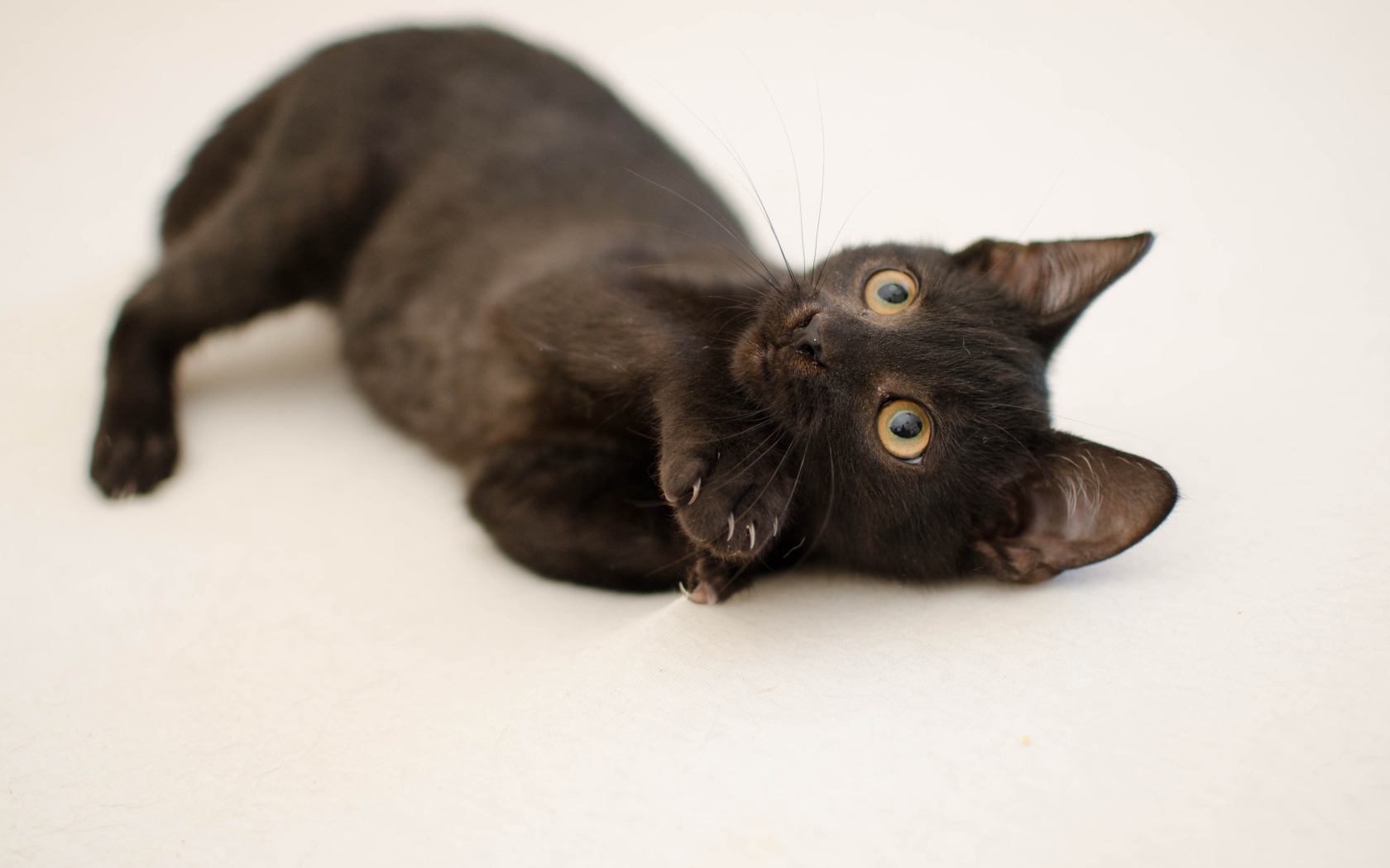 Маленький черный котенок с желтыми глазами на сером фоне