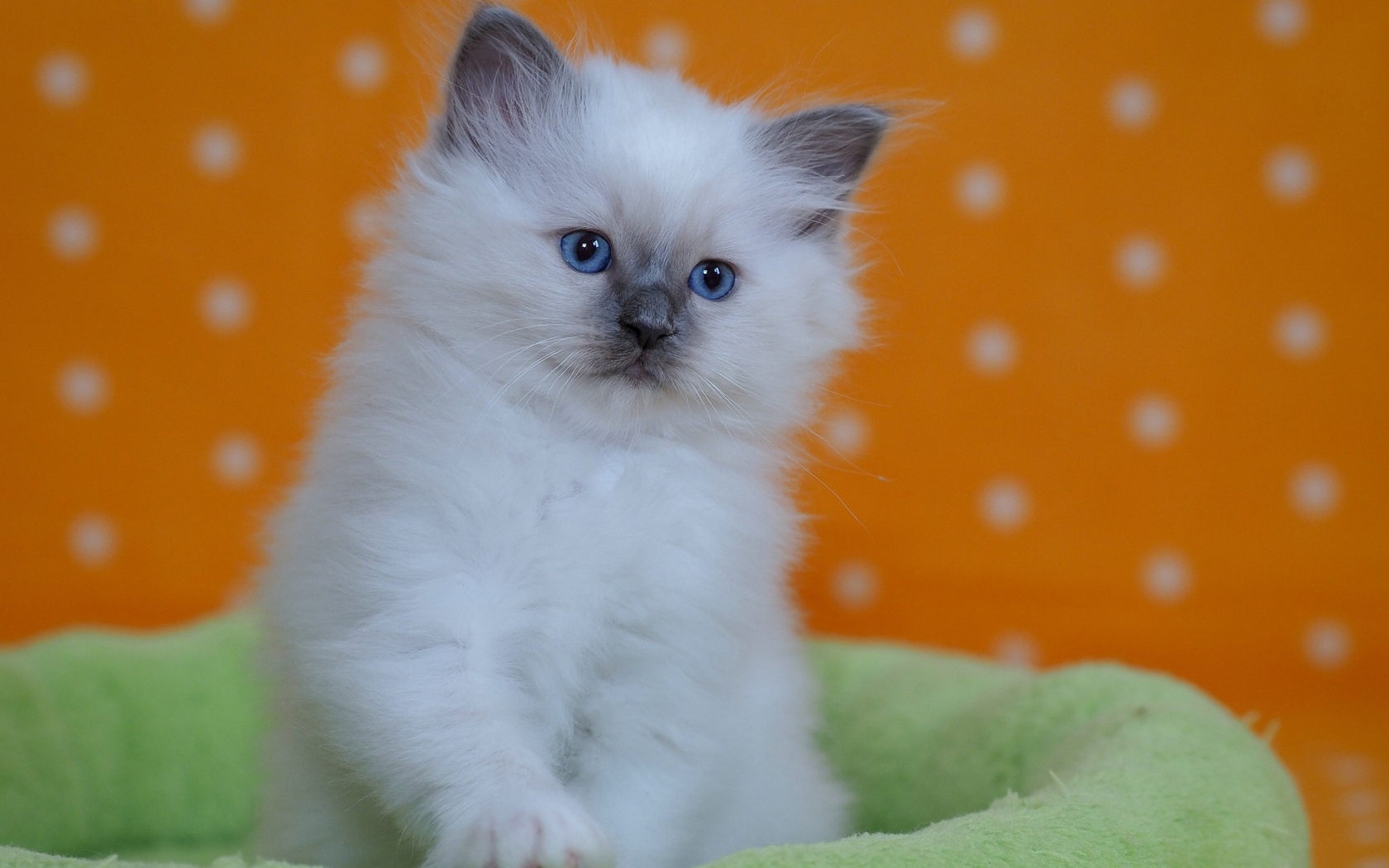Small purebred kitten with blue eyes on a bed