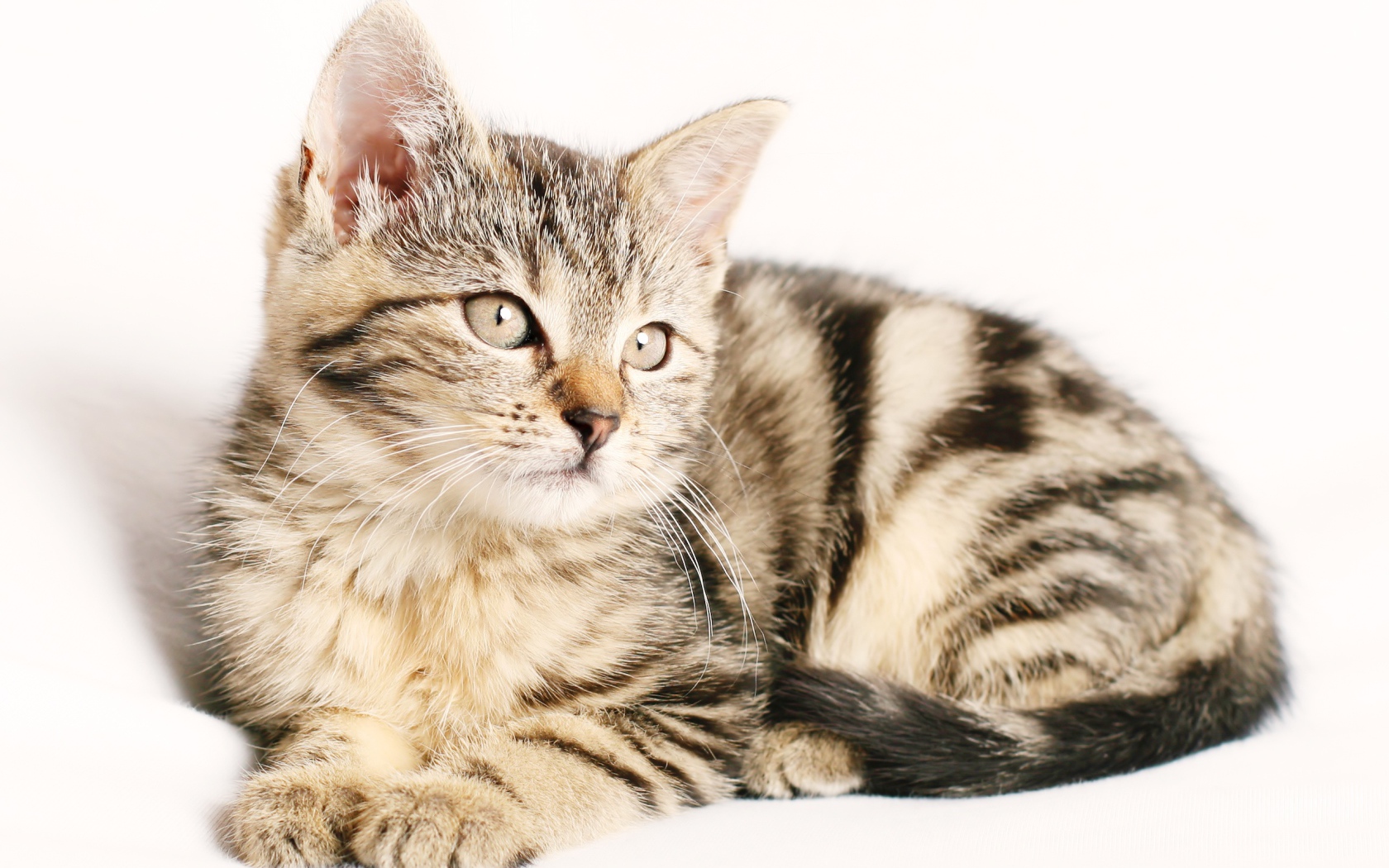 Striped purebred kitten on a white background