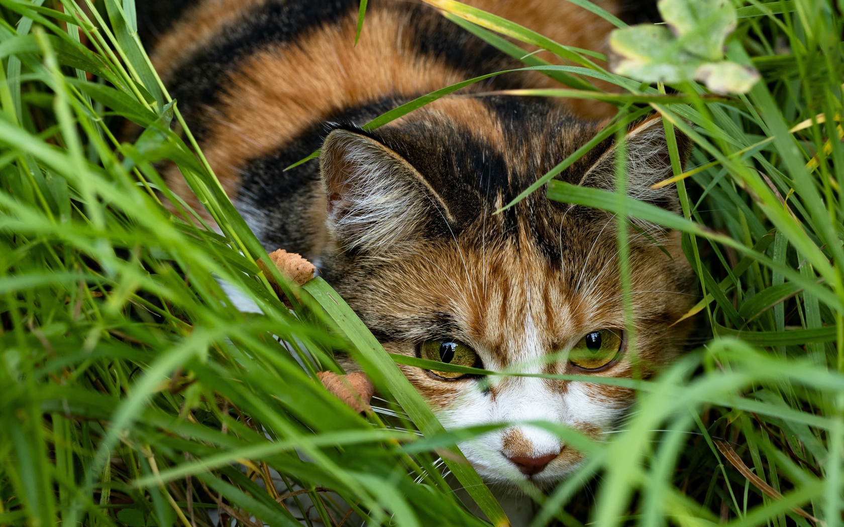Трехцветная кошка прячется в зеленой траве
