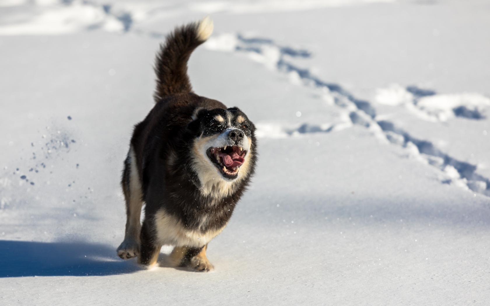 A cheerful dog with his tongue hanging out runs in the snow