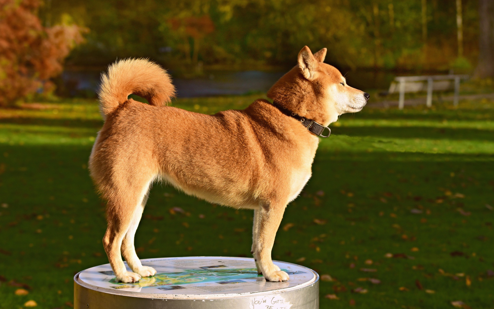 Собака породы акита ину в лучах солнца