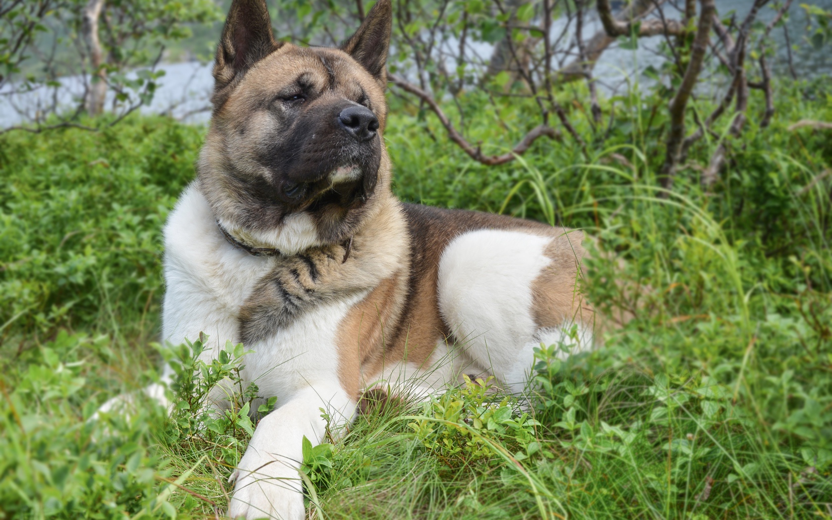 Американская акита лежит на траве