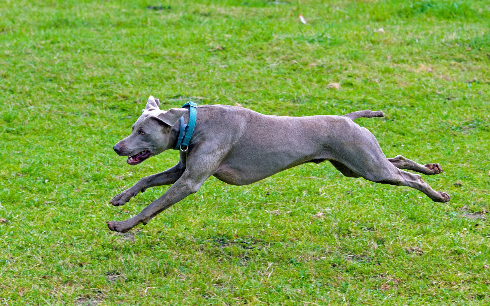 Большой серый Веймаранер бежит по зеленой траве 
