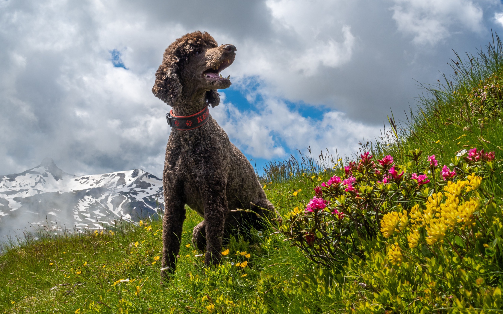Большой пудель сидит в зеленой траве на фоне неба 