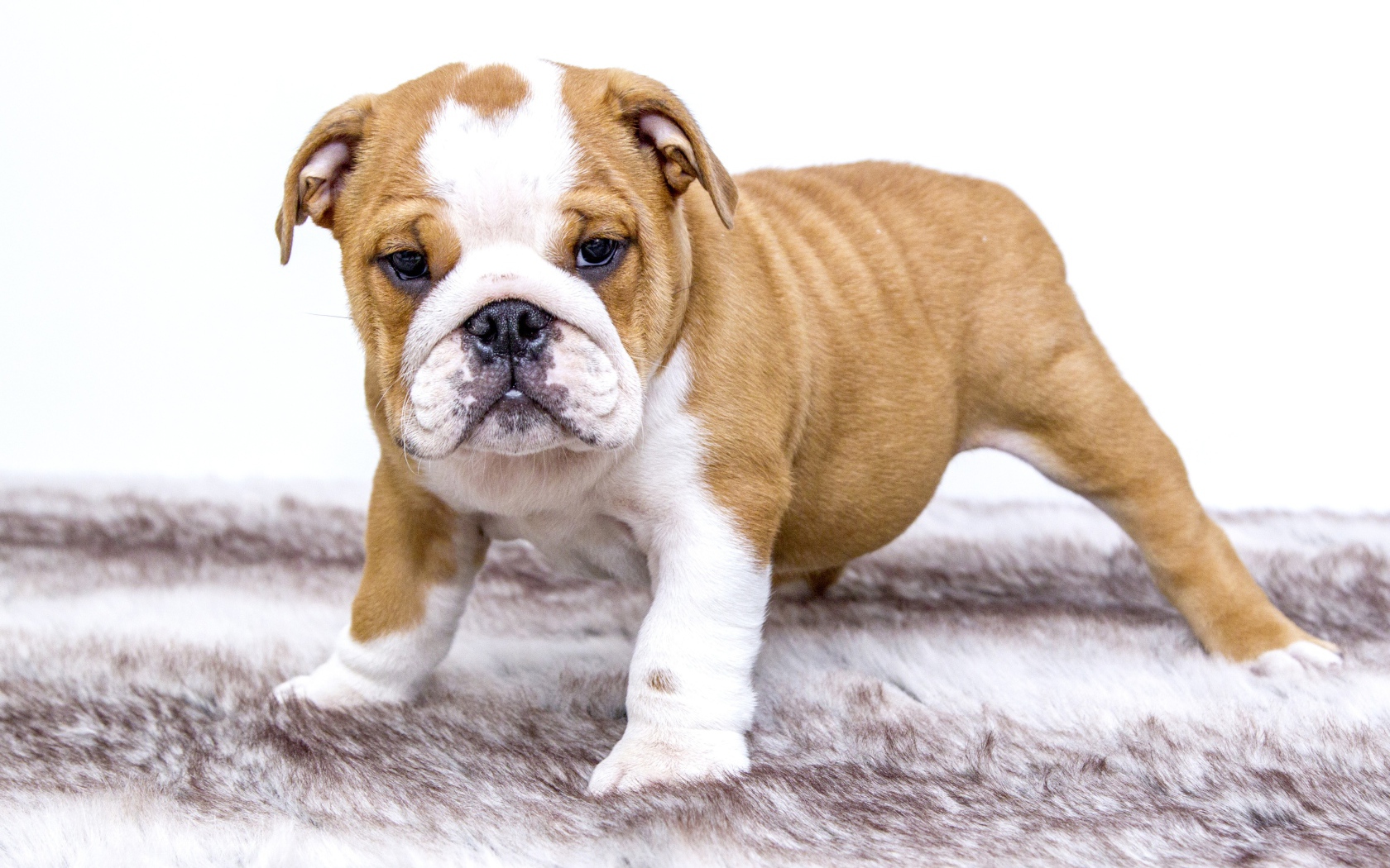 Щенок английского бульдога на подстилке