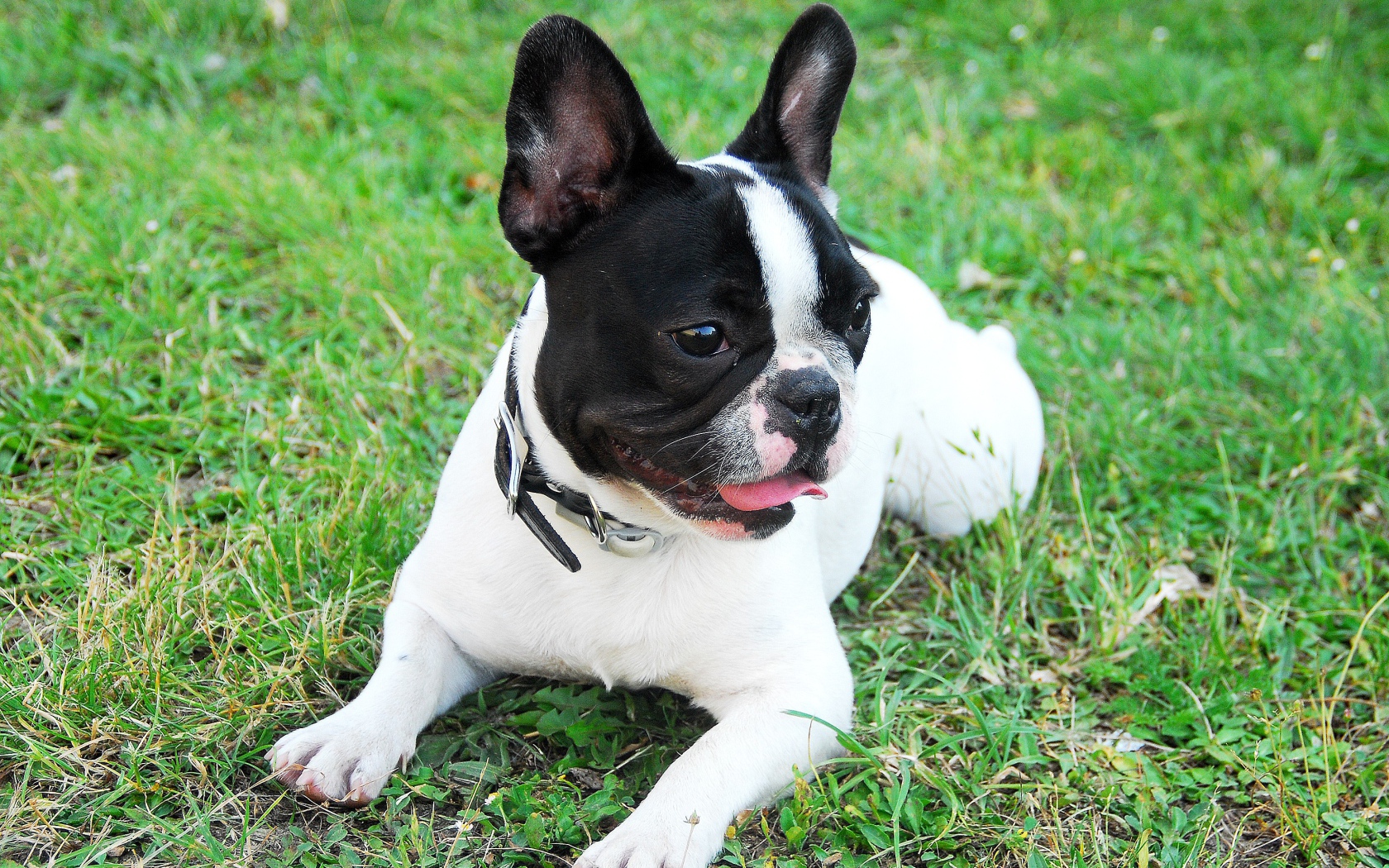 Французский бульдог с высунутым языком лежит на траве