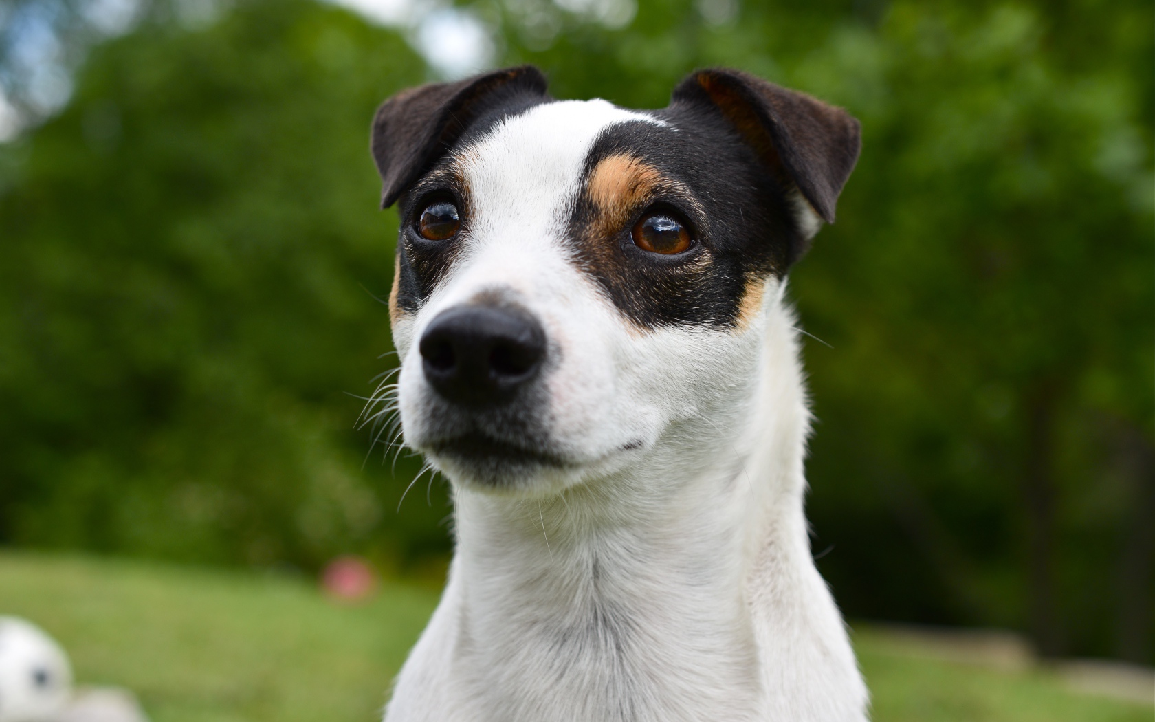 Смешной джек рассел животных терьер