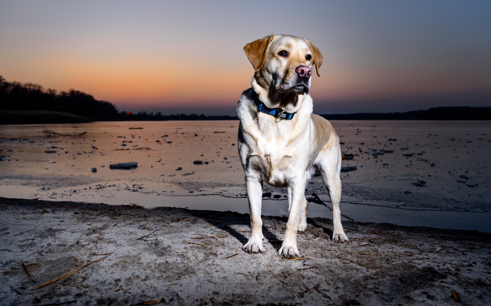 Золотистый ретривер стоит на мокром песке