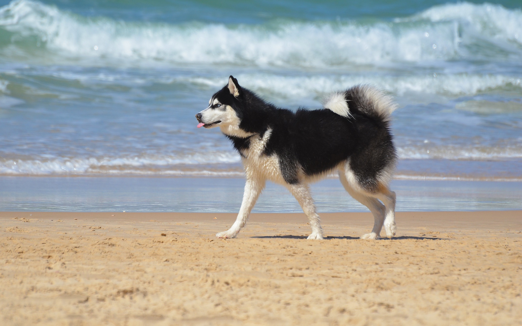 Husky dog running on the sand on the beach