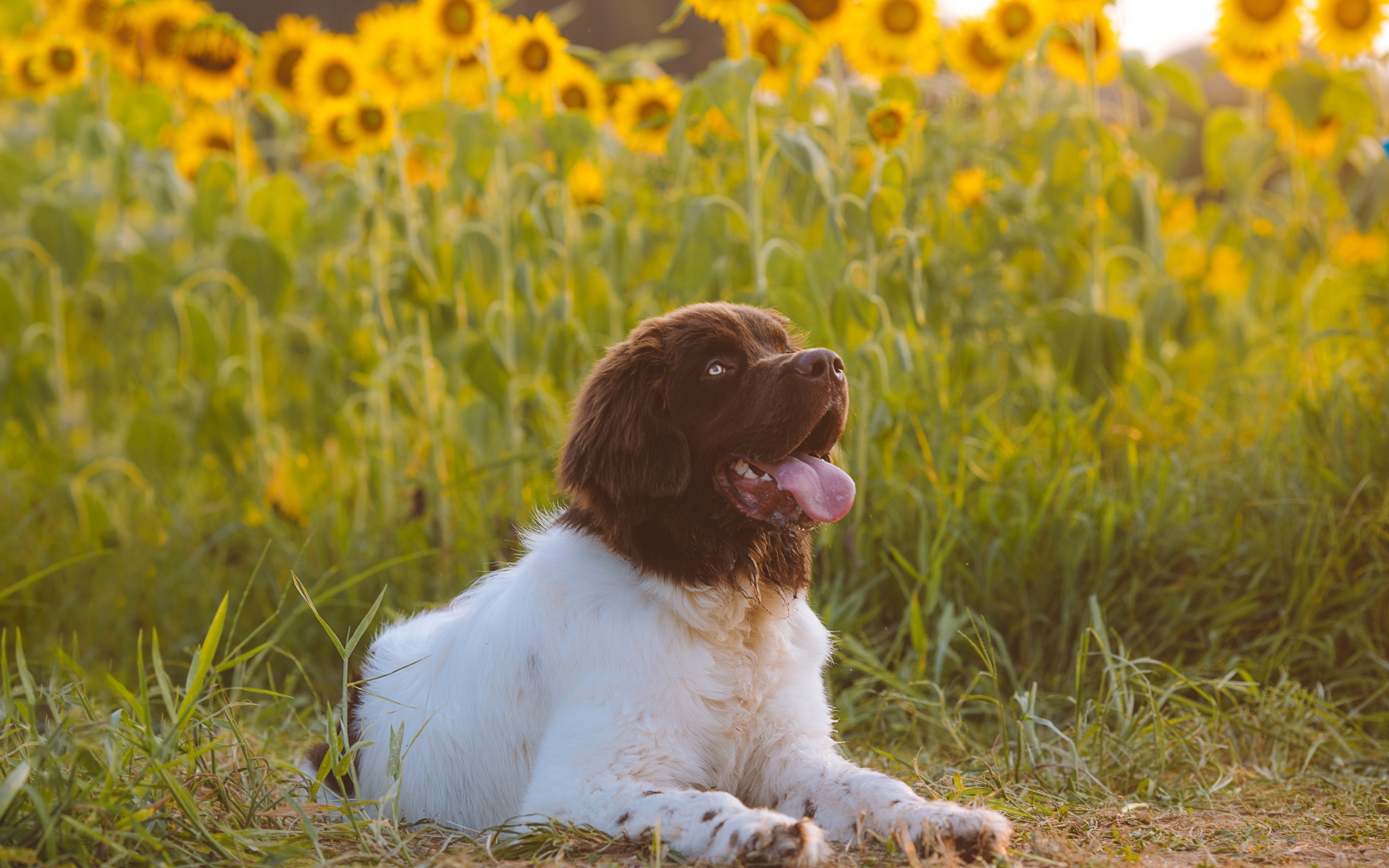 Большой породистый пес с высунутым языком на поле с подсолнухами 