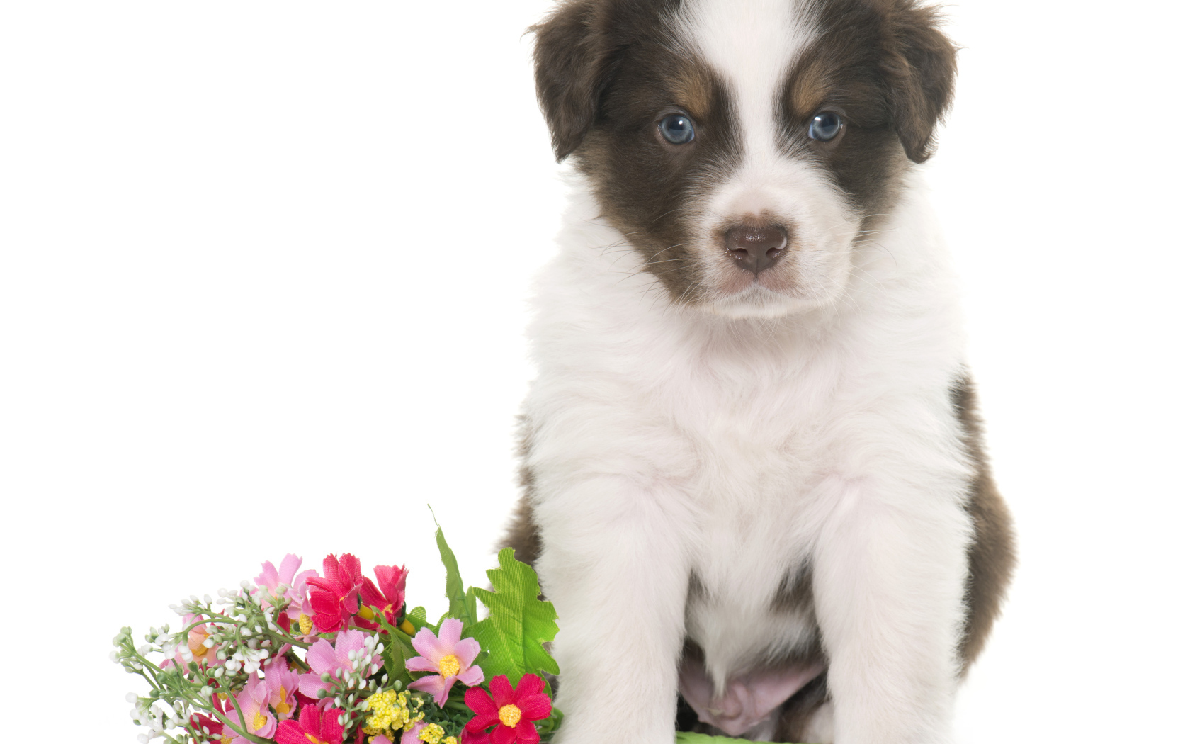 Маленький щенок австралийской овчарки с цветами на белом фоне 