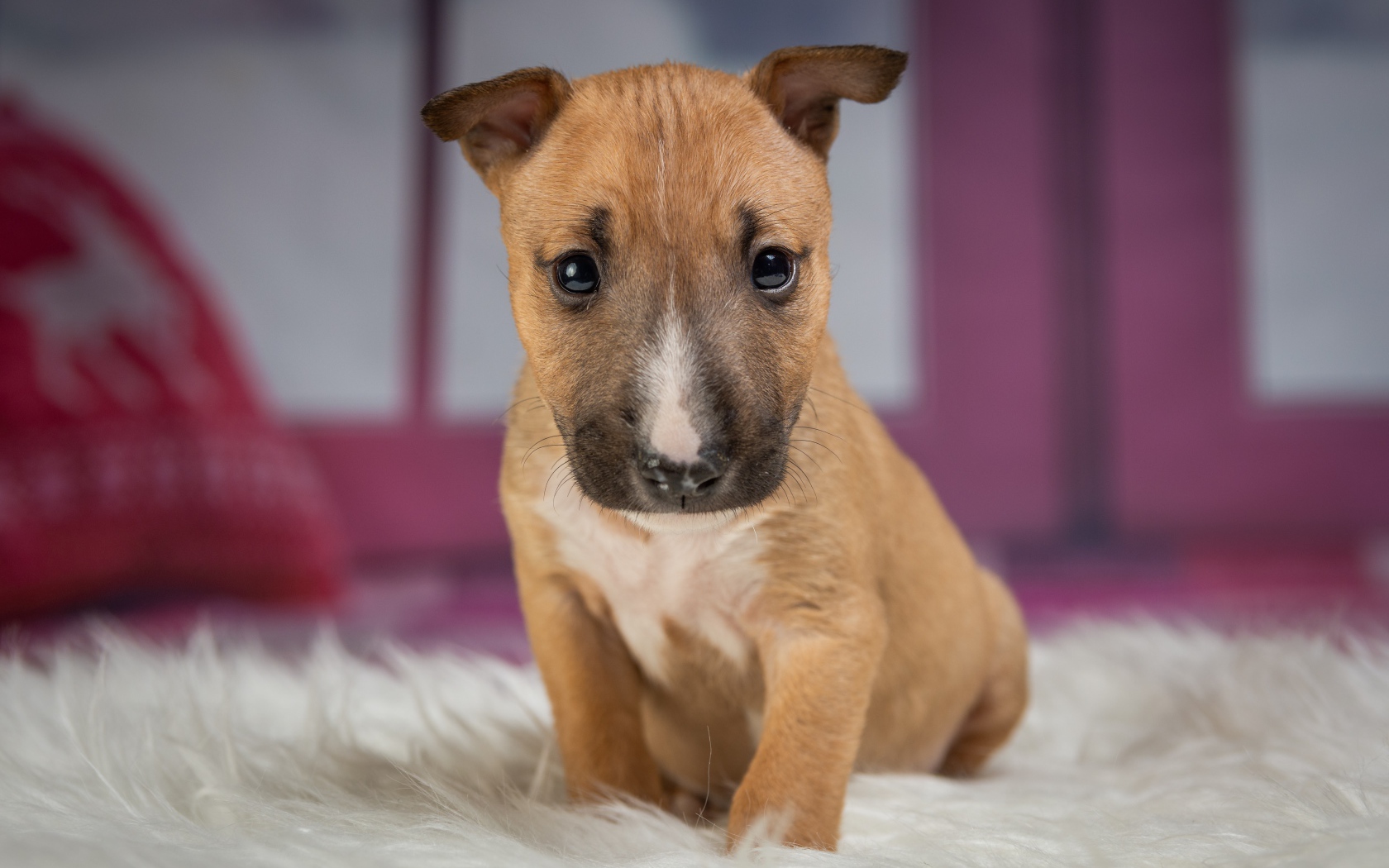 Маленький забавный щенок сидит на меховой подстилке 