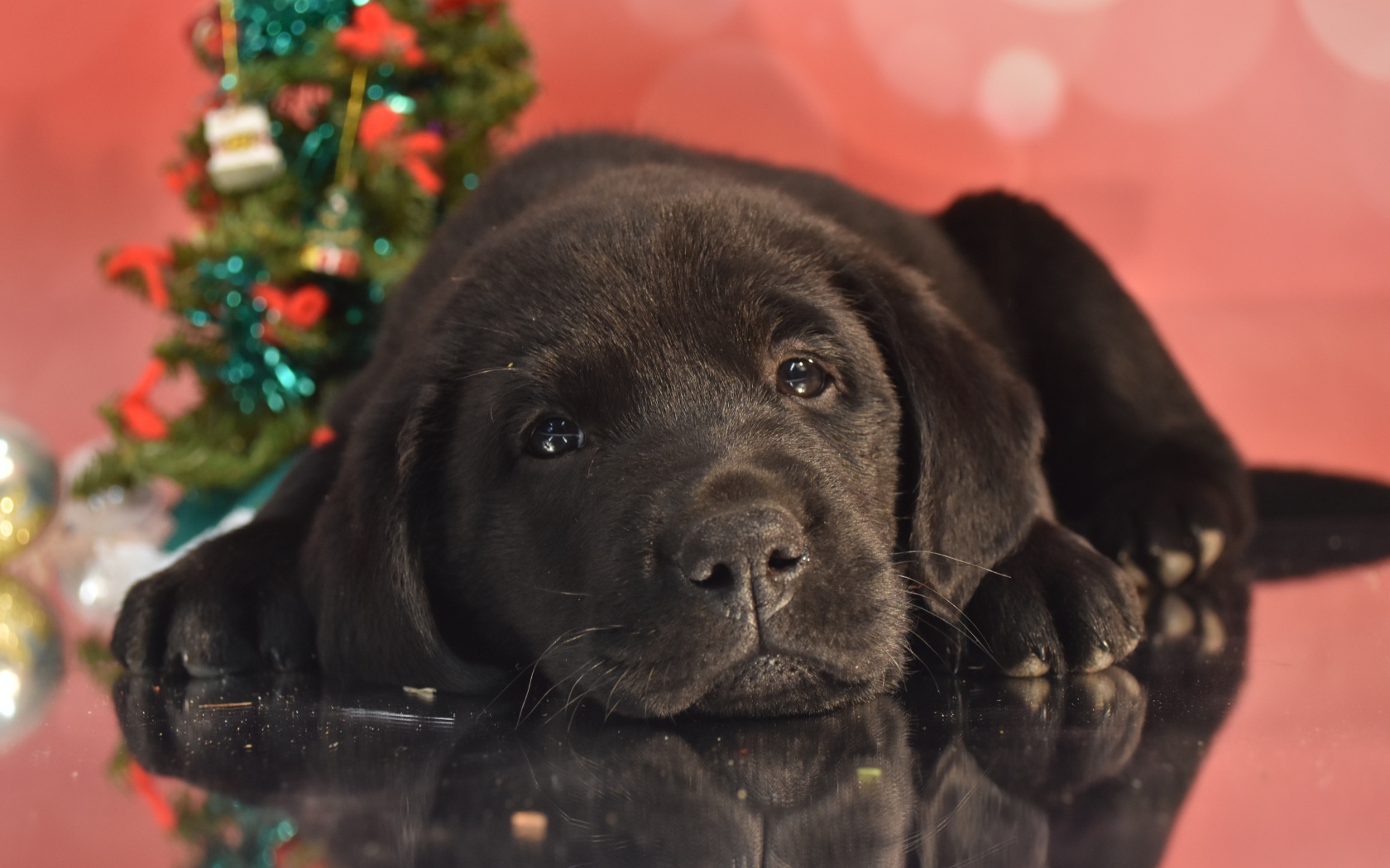 Маленький грустный черный щенок ретривера на розовом фоне