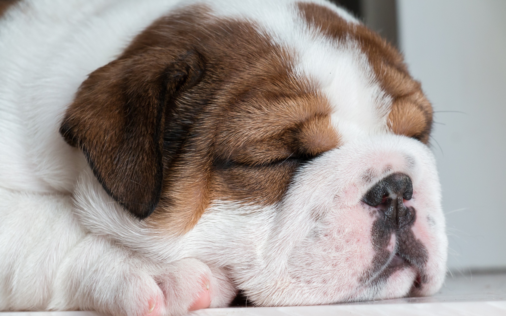 Маленький спящий английский бульдог 