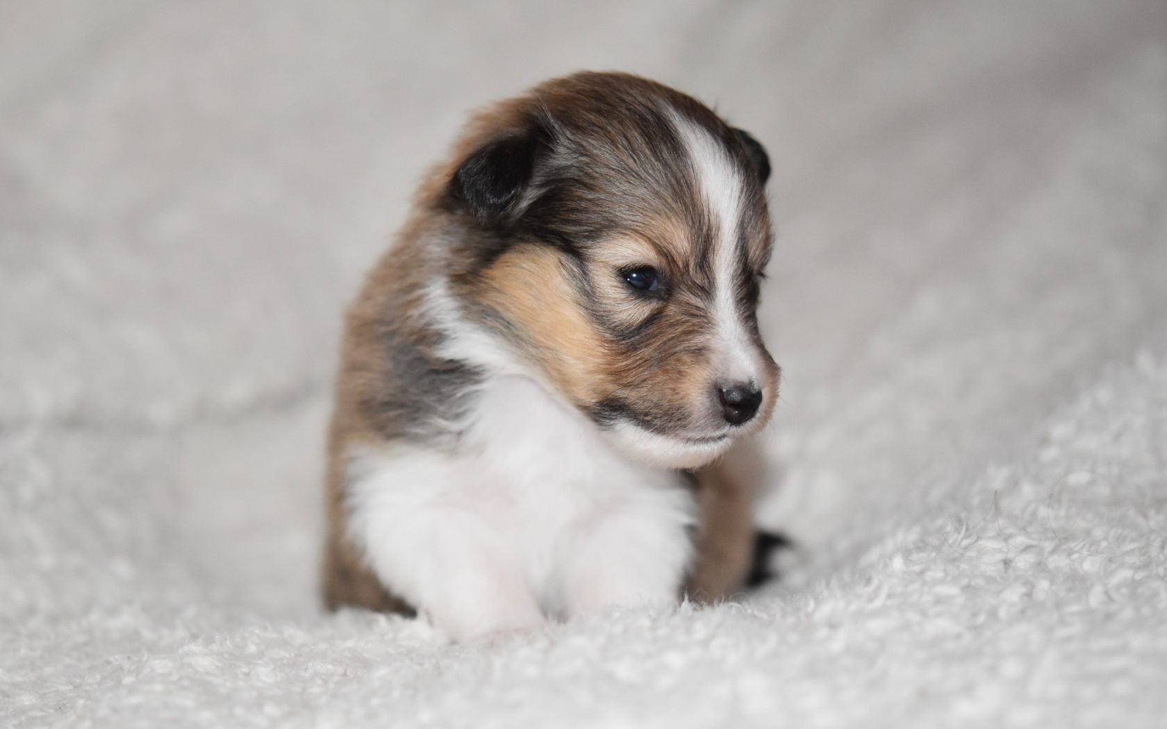 Маленький щенок шелти на белом покрывале 