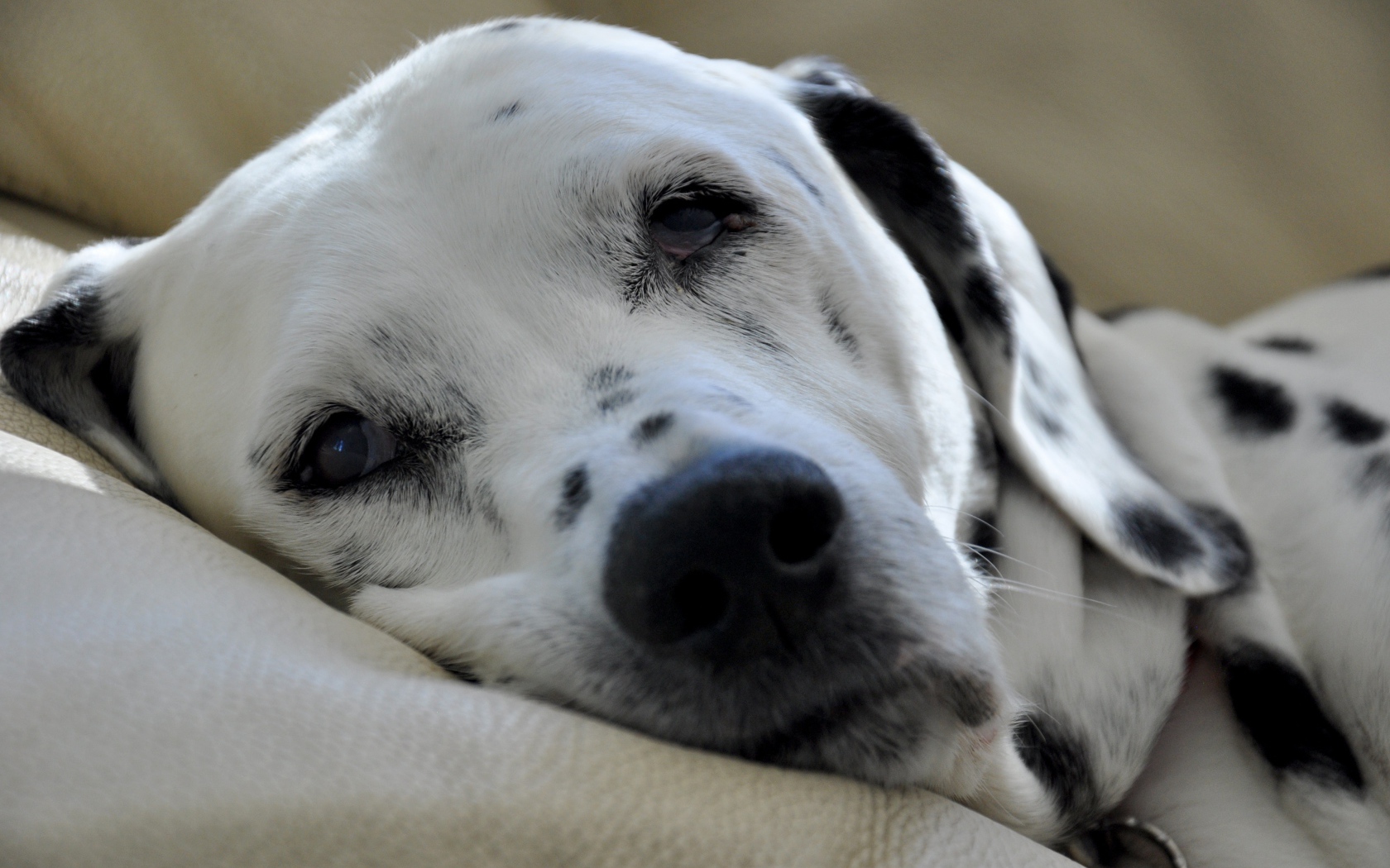 Пятнистый далматин спит на кровати 