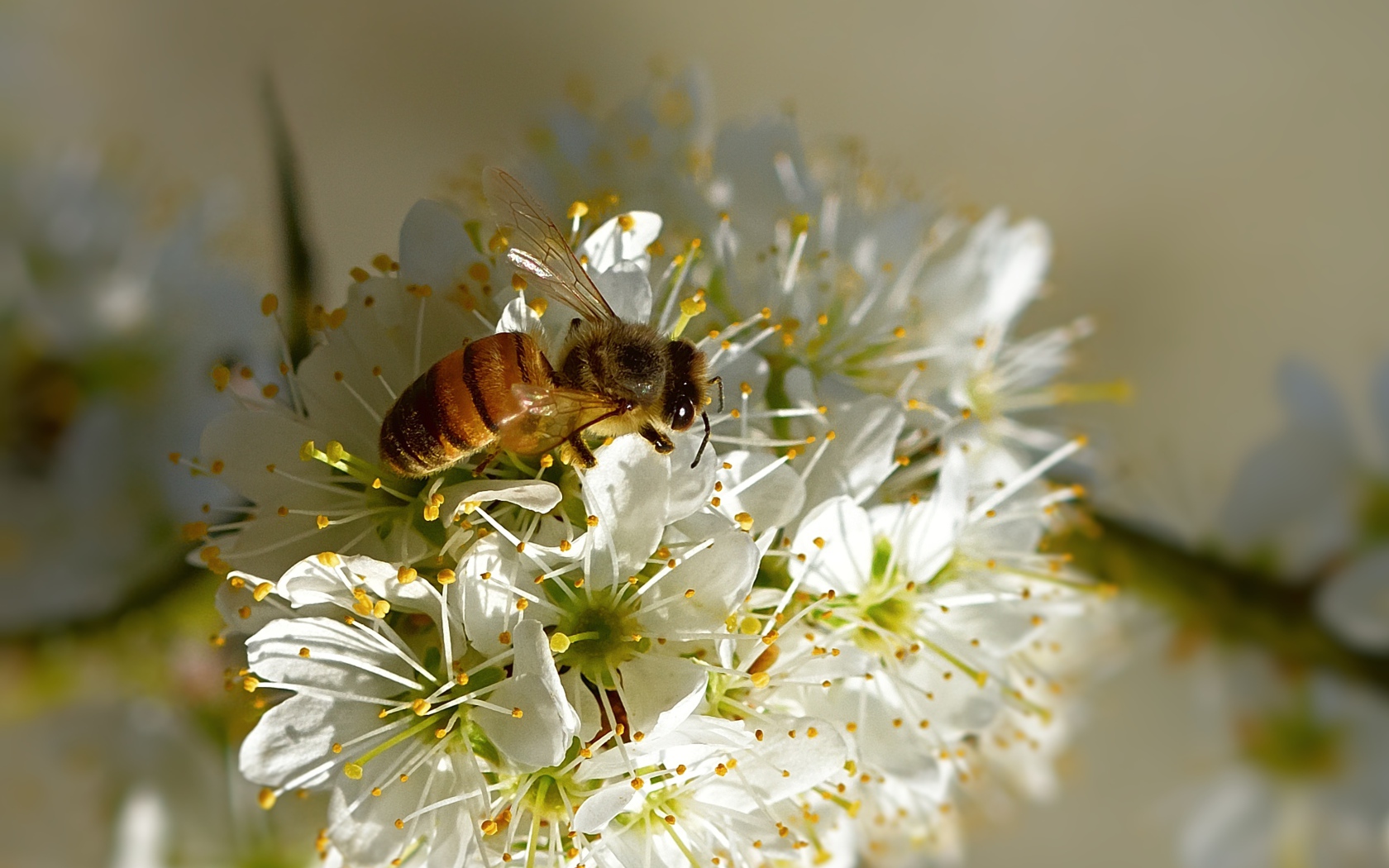 Пчела сидит на цветущей ветке вишни весной