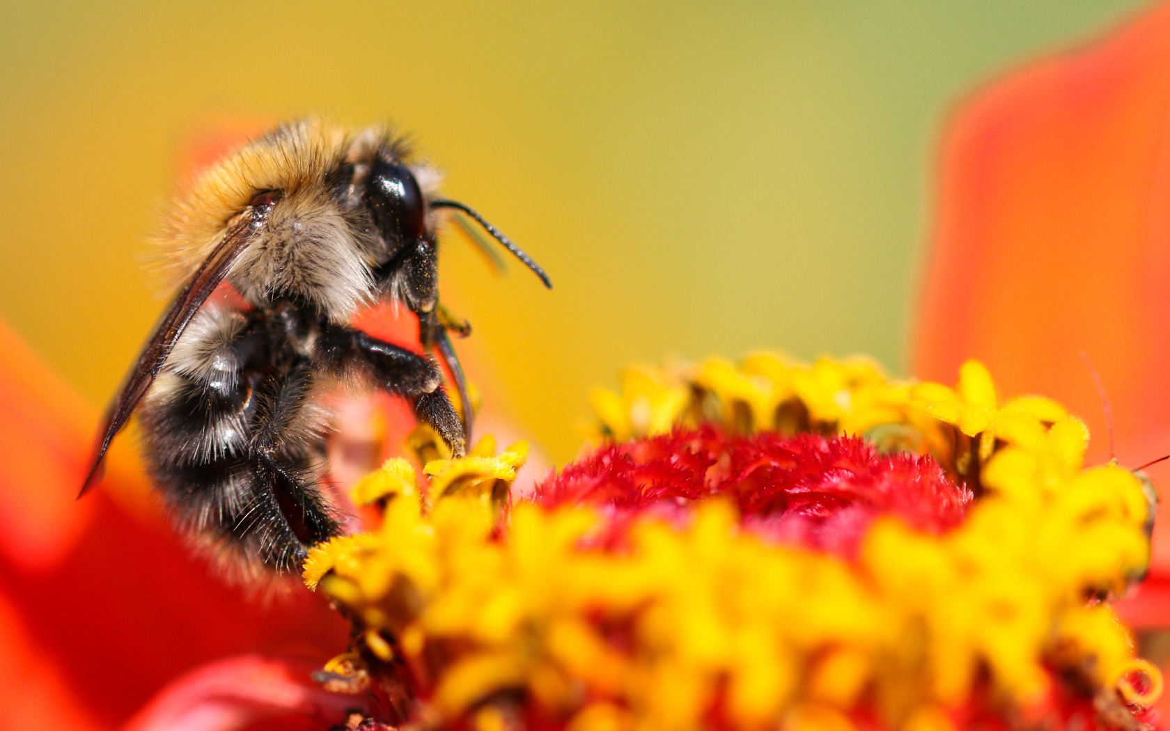 Пчела сидит на цветке циннии 